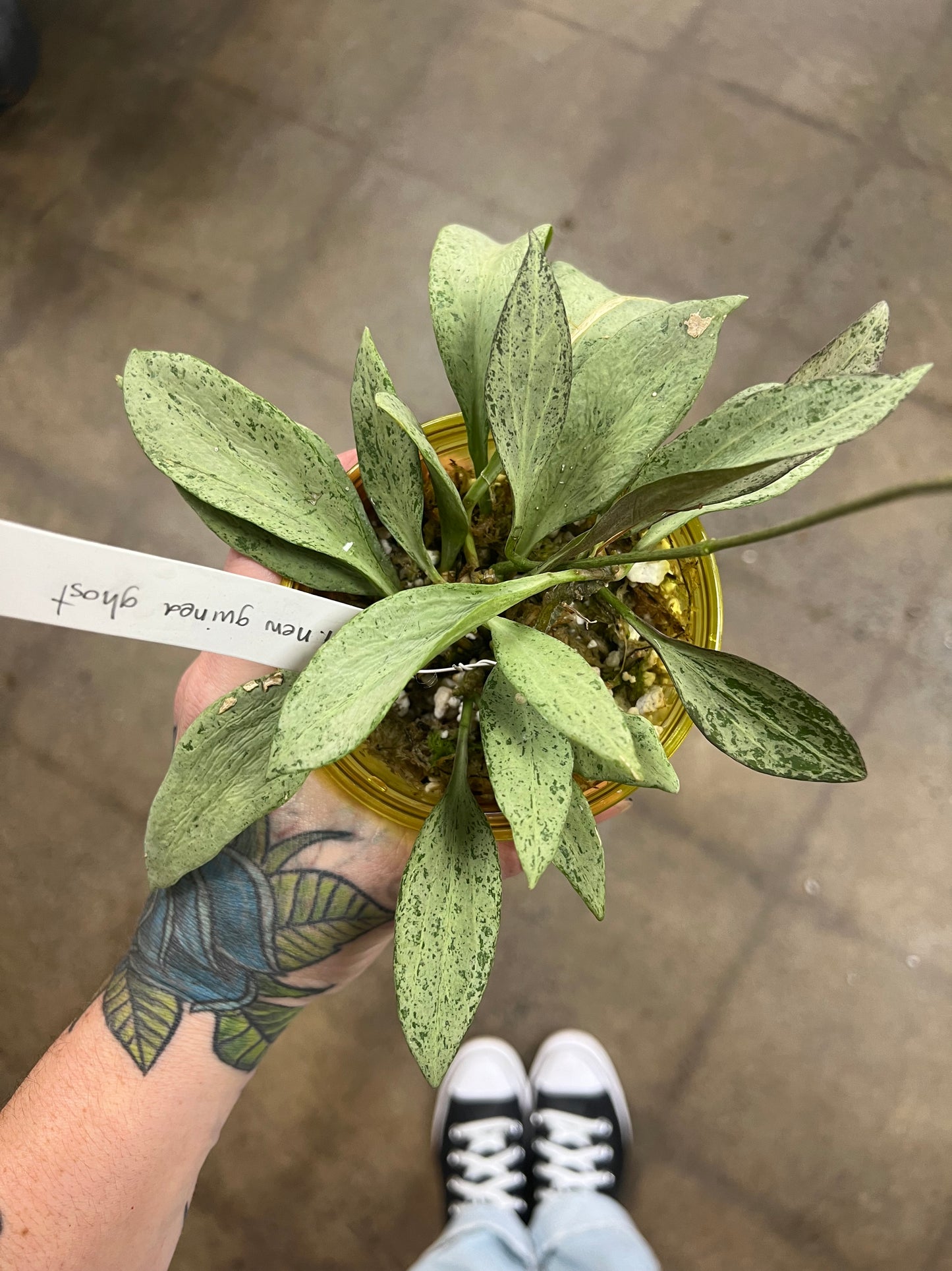 Hoya Nicholsoniae New Guinea Ghost