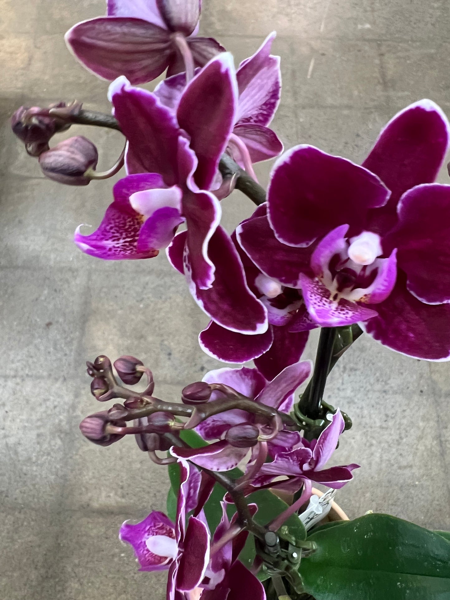 Orchidée avec cache pot en grès