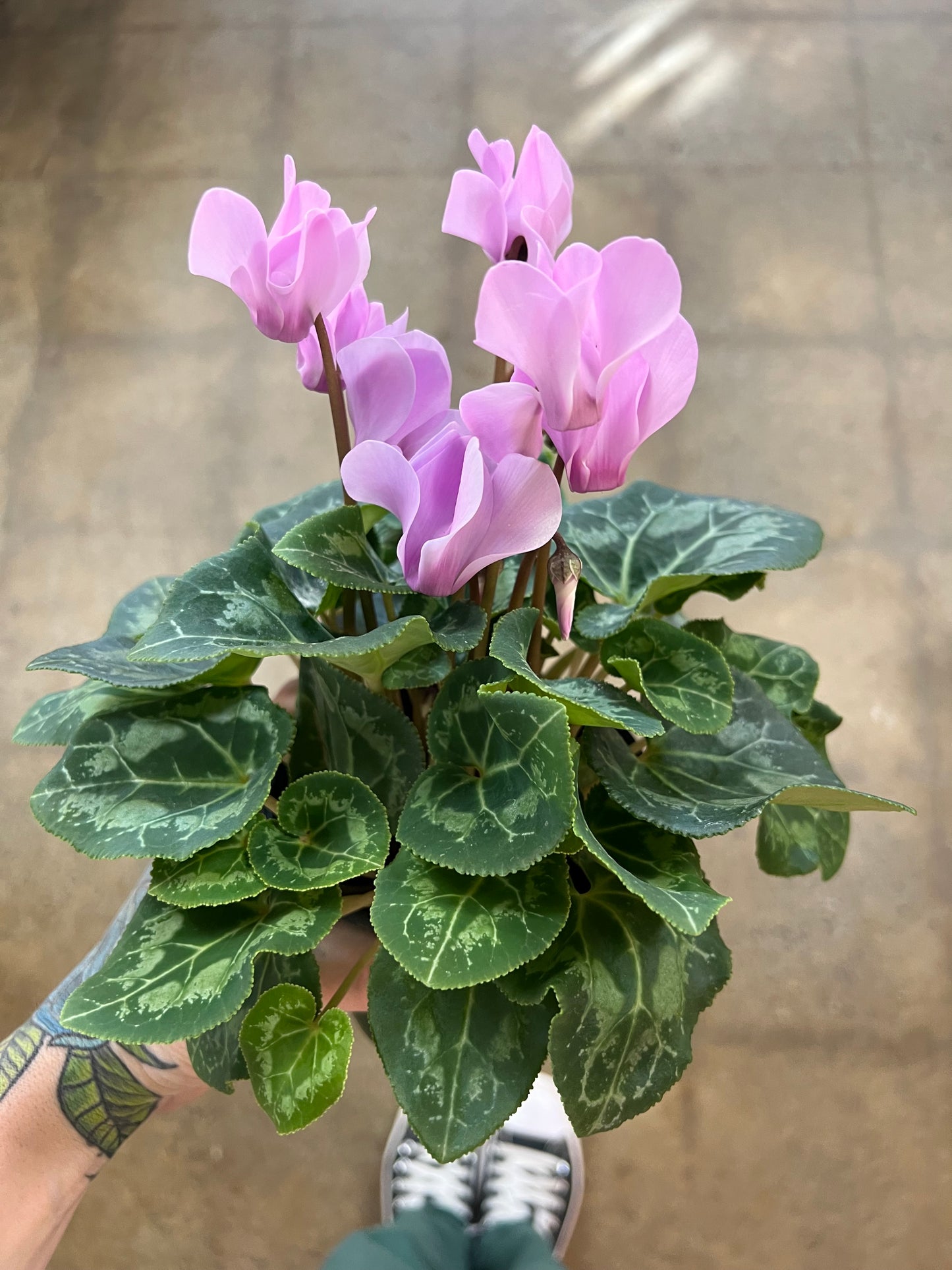 Cyclamen