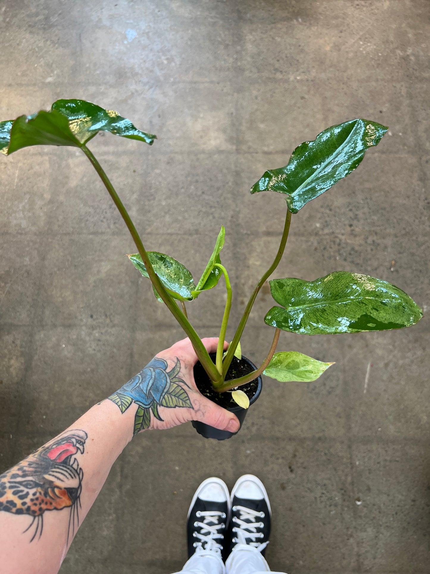 Philodendron Paradiso Verde