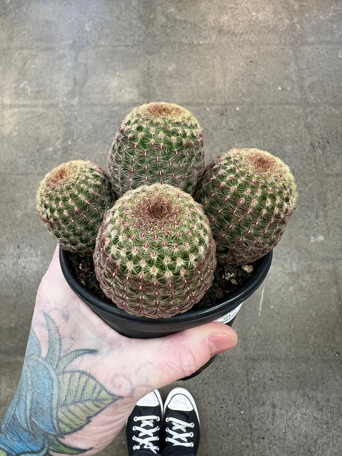 Echinocereus Rugidissimus