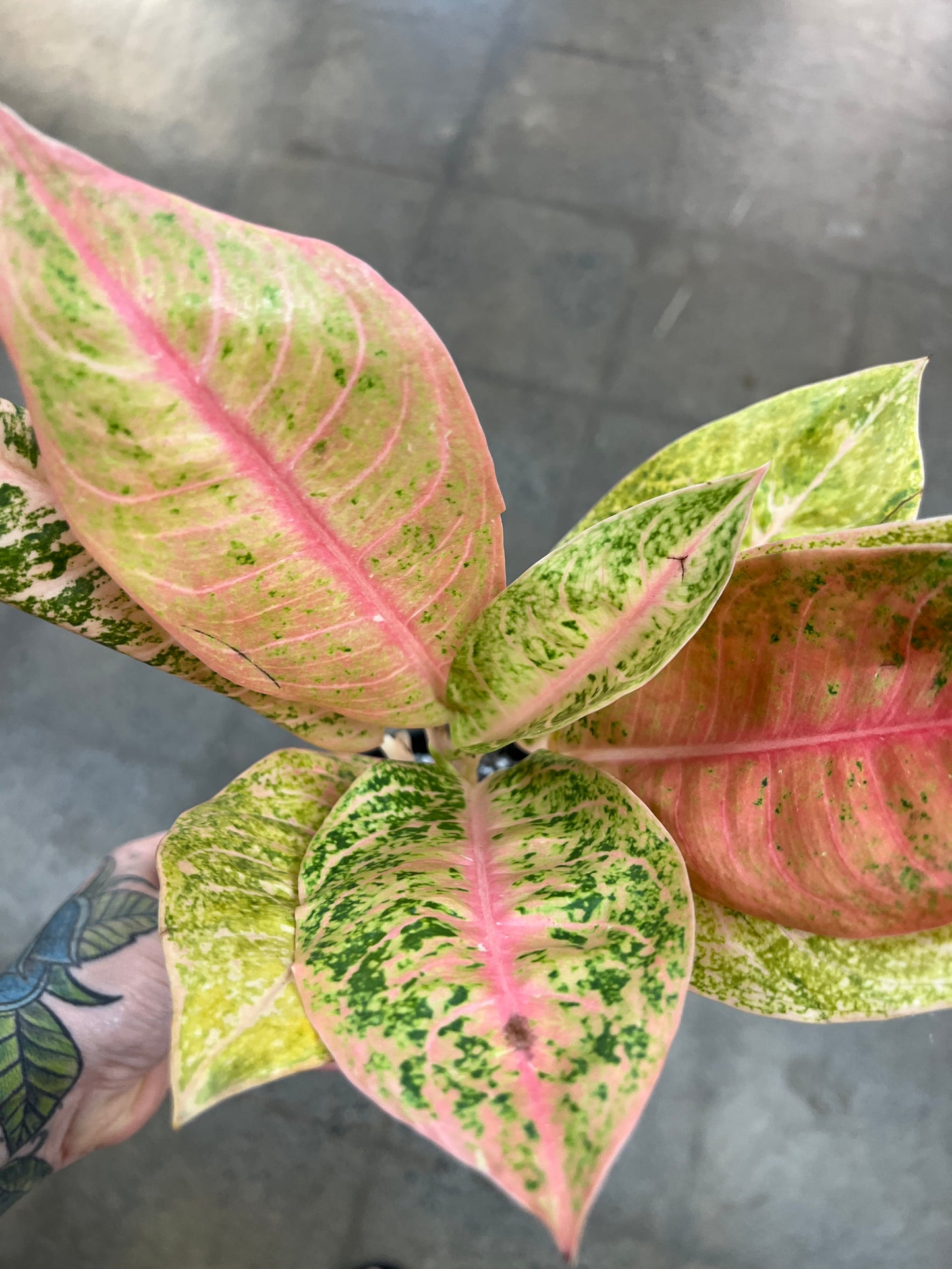 Aglaonema Harlequin