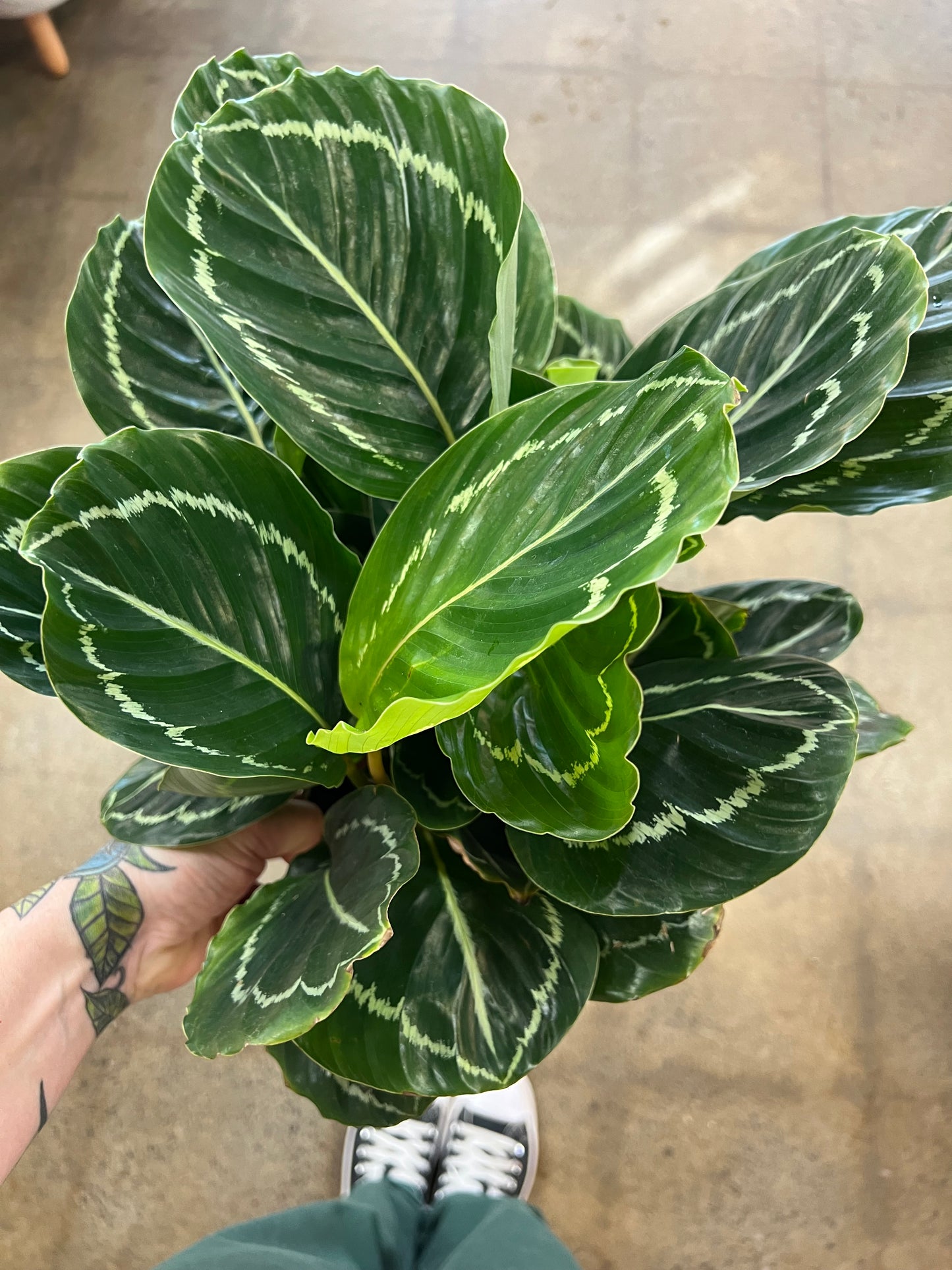 Calathea Green Beauty