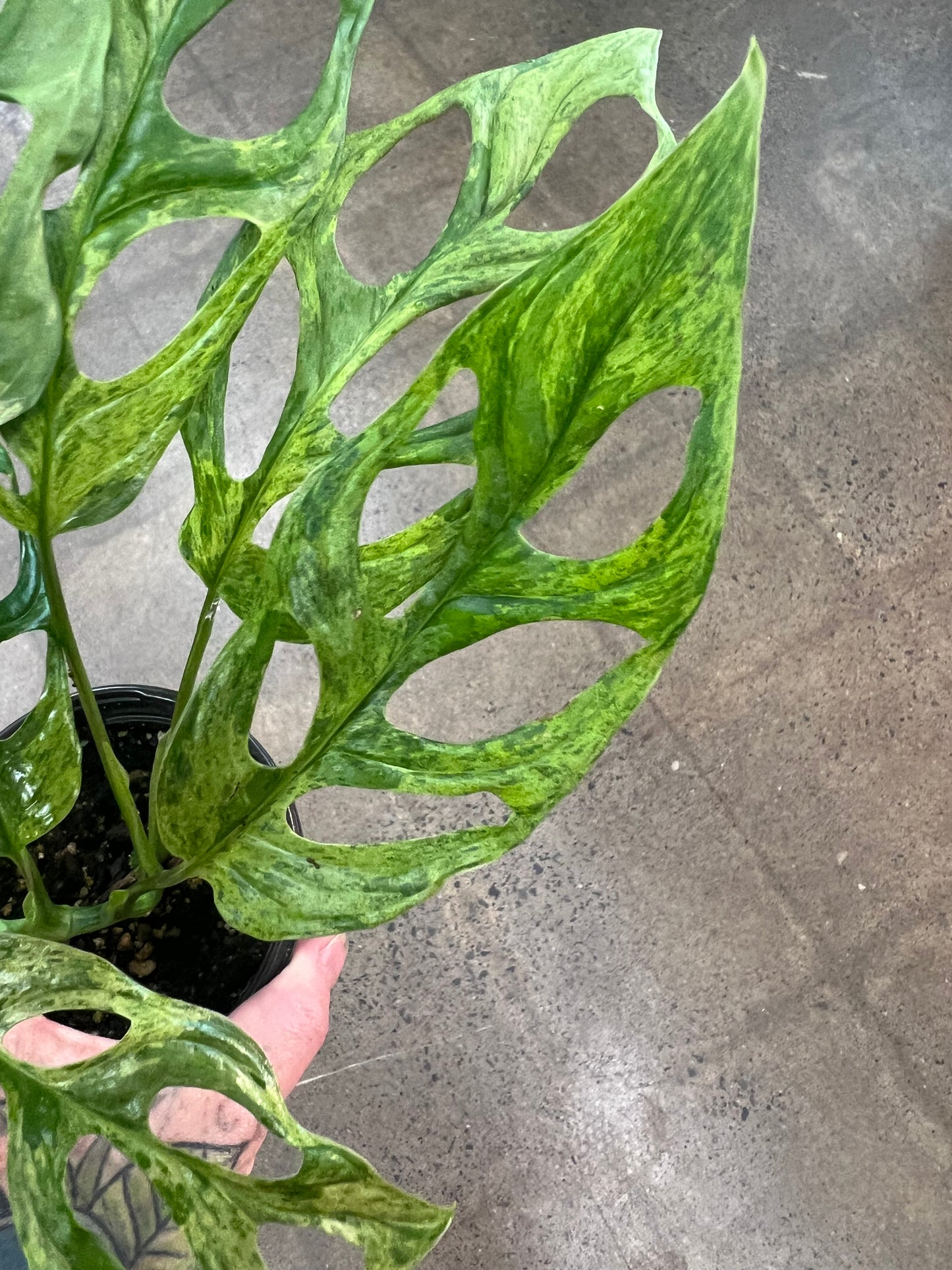 Monstera Adansonii Indo Mint