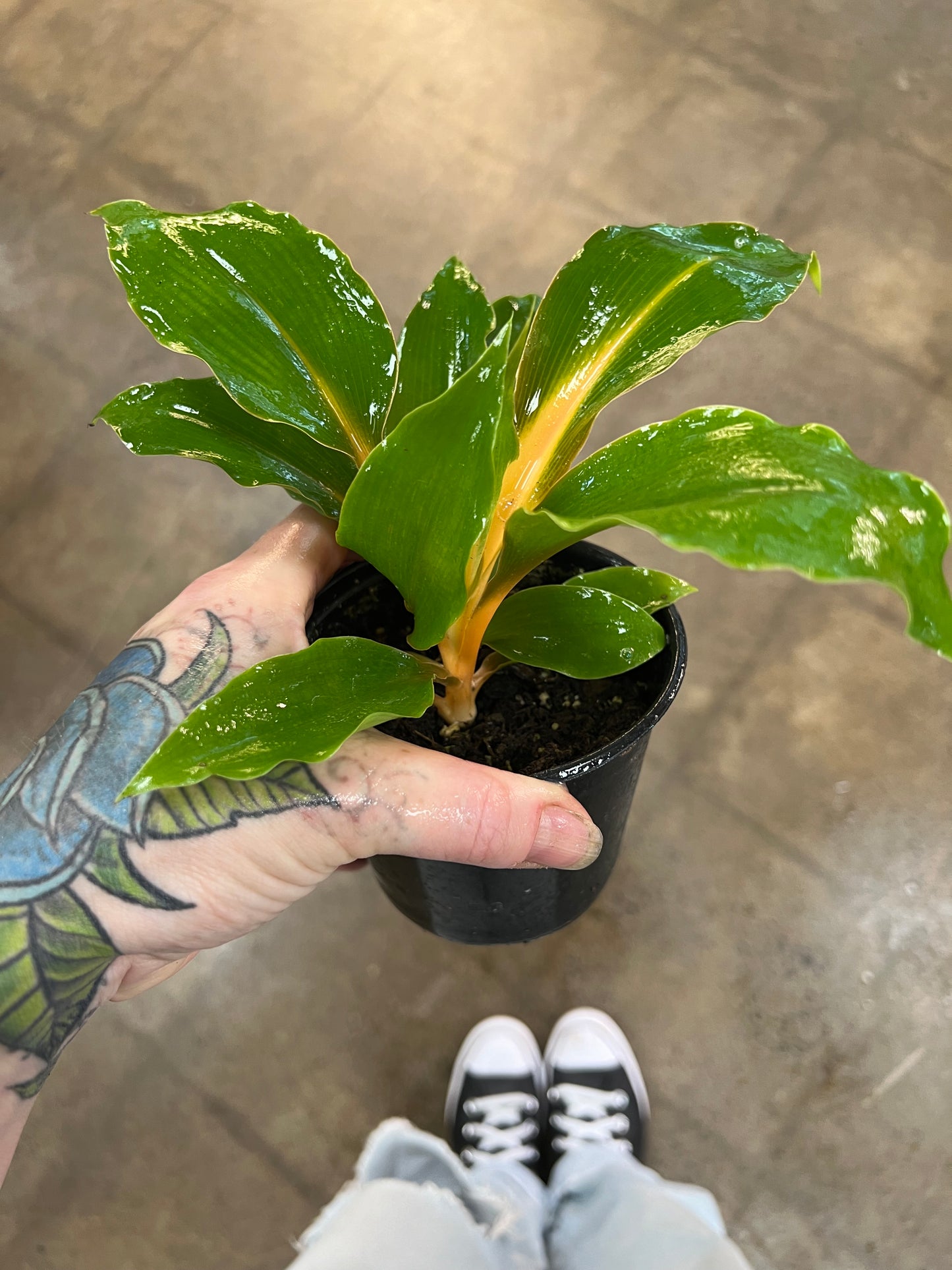 Chlorophytum Mandarin Orange