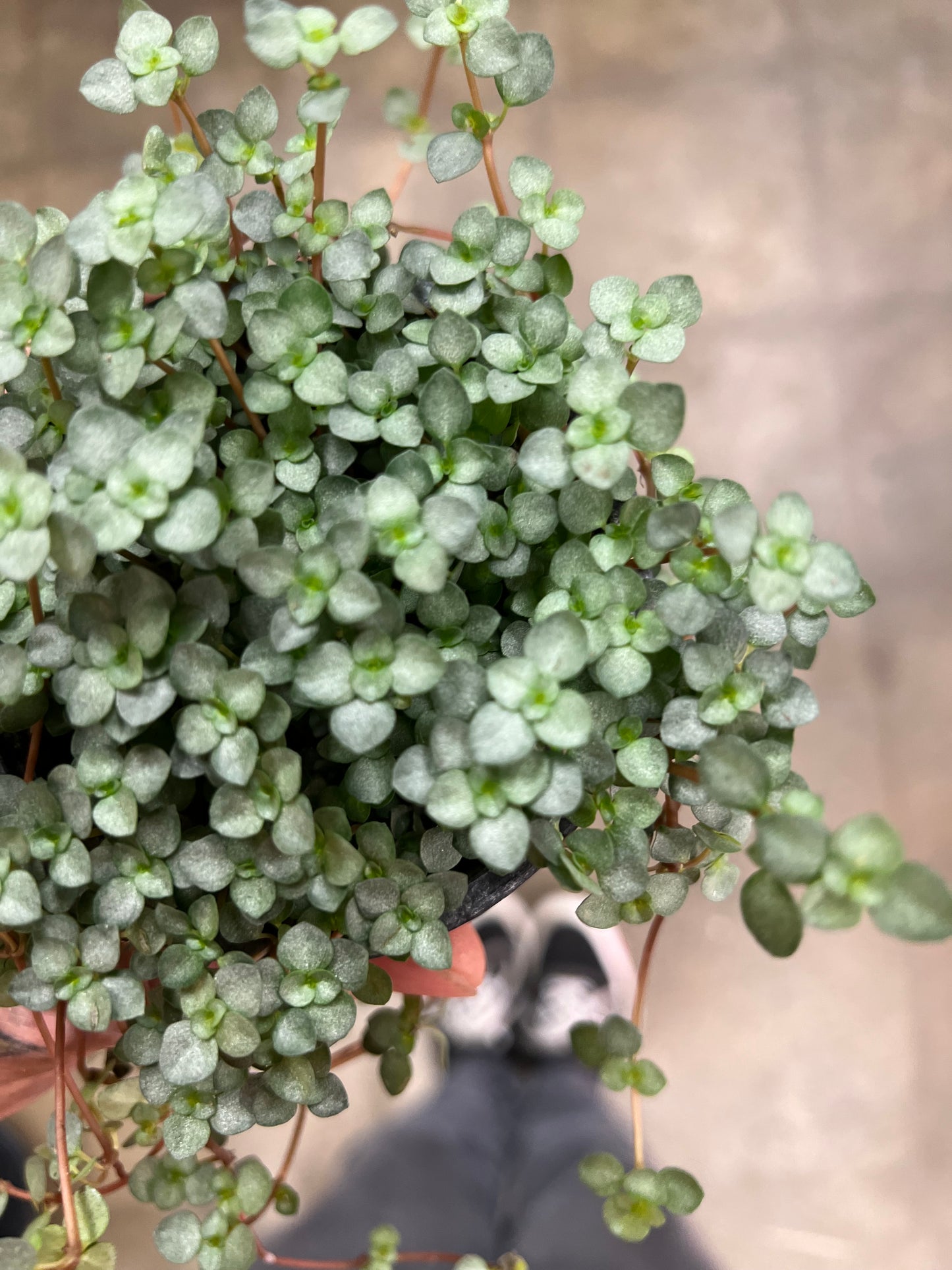 Pilea Glauca Aquamarine