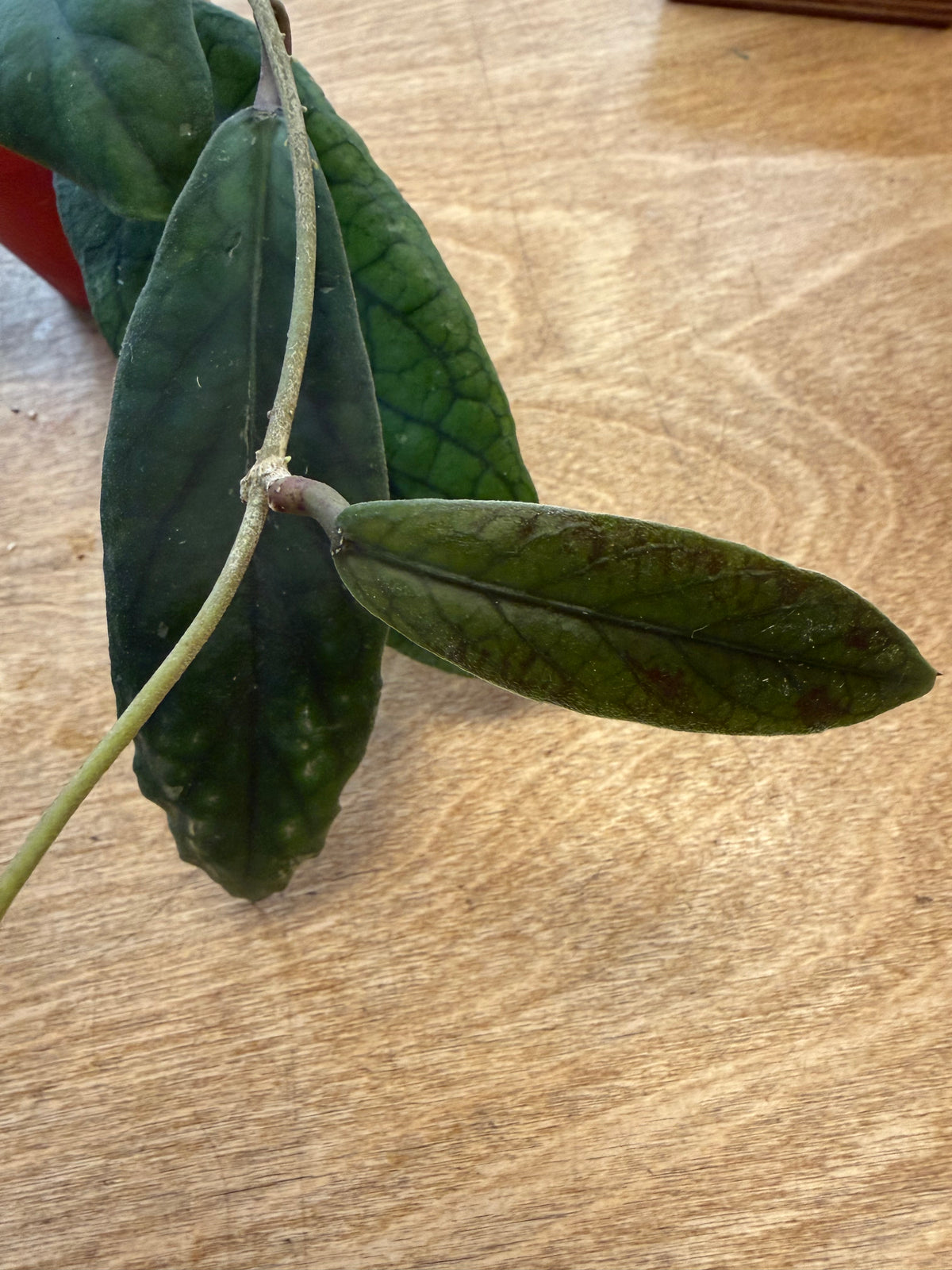Hoya Vitellinoides
