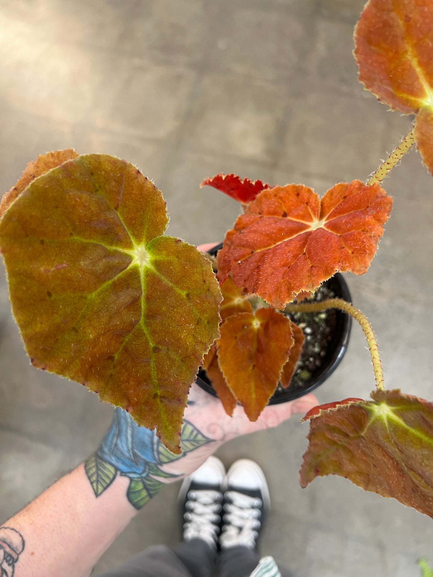 Bégonia Autumn Amber