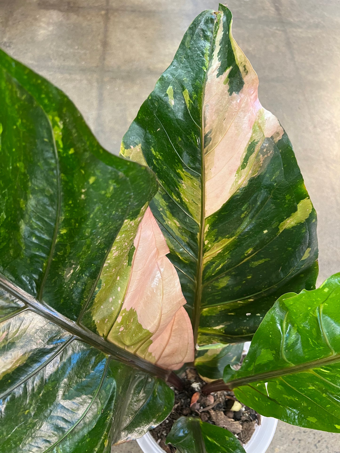 Anthurium Hookeri Pink Variegated