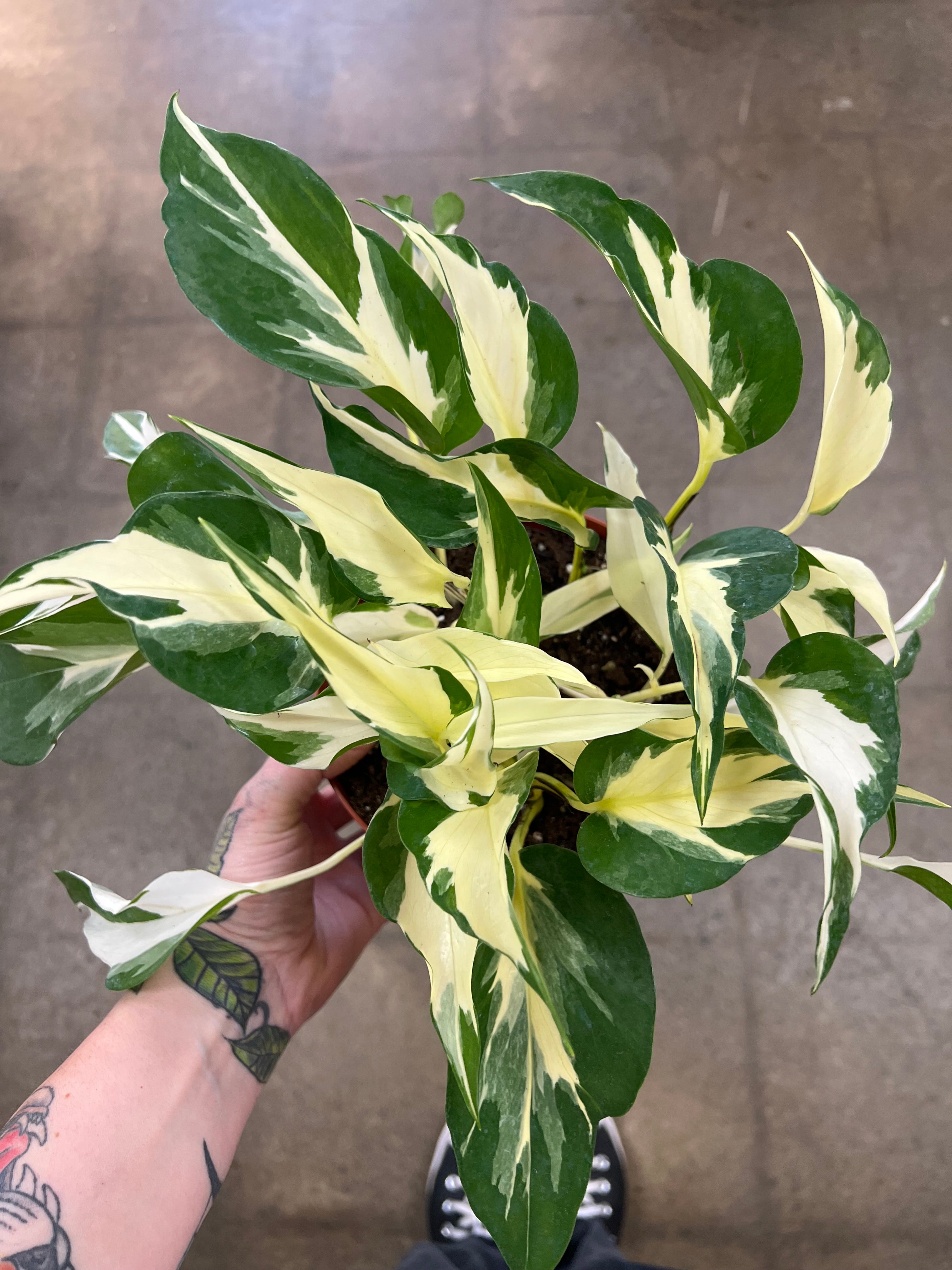 pothos mutation Pothos Manjula Mutant