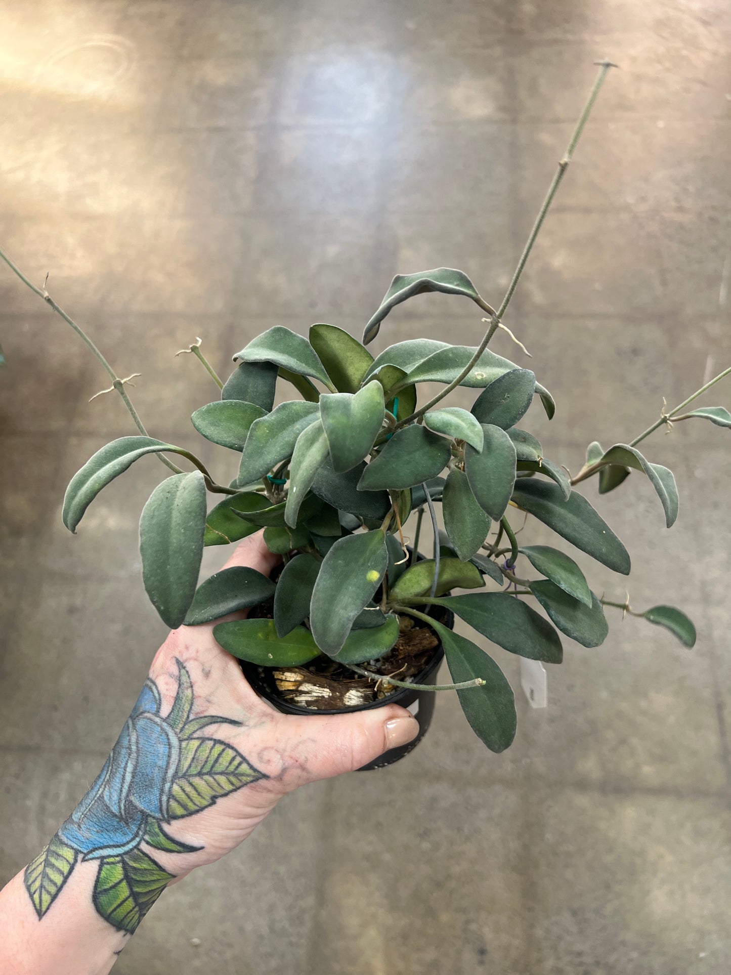 Hoya SP. Burtoniae Phillippines