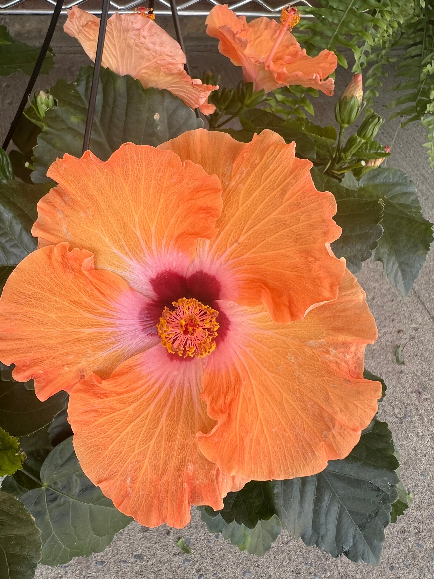 Hibiscus Mandarin