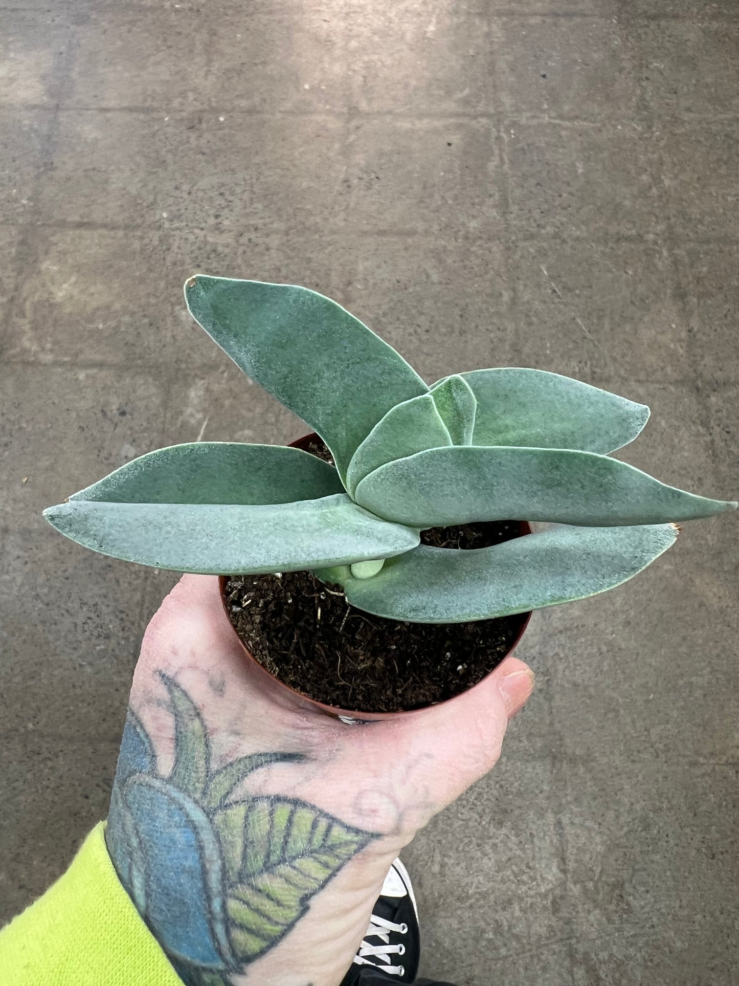 Crassula Falcata
