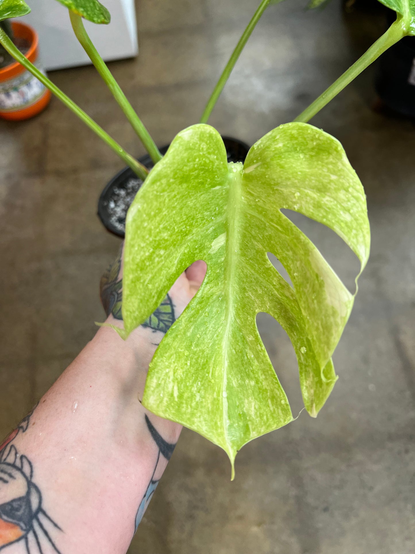 Platinum Thai Monstera