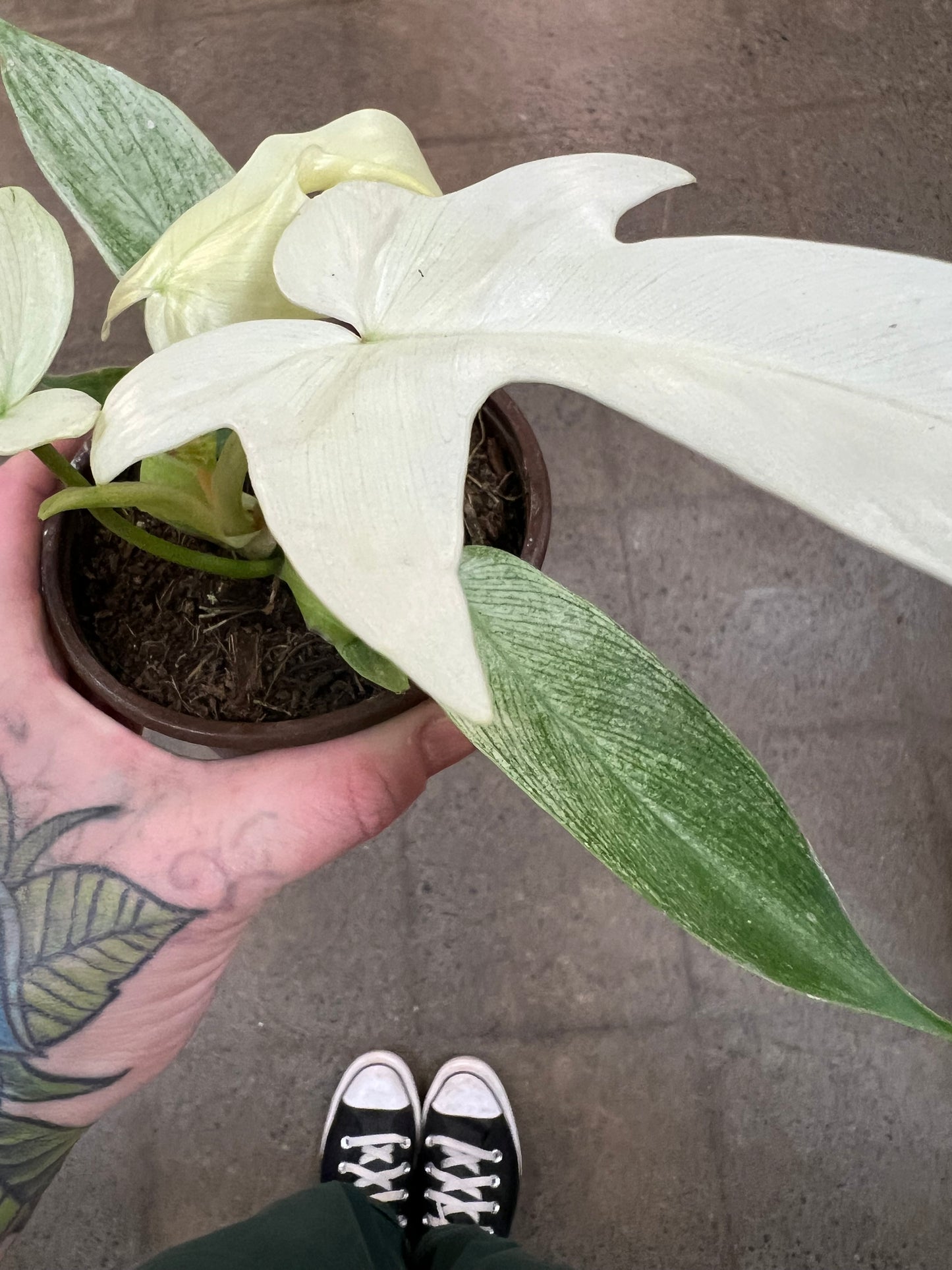 Philodendron Florida Ghost