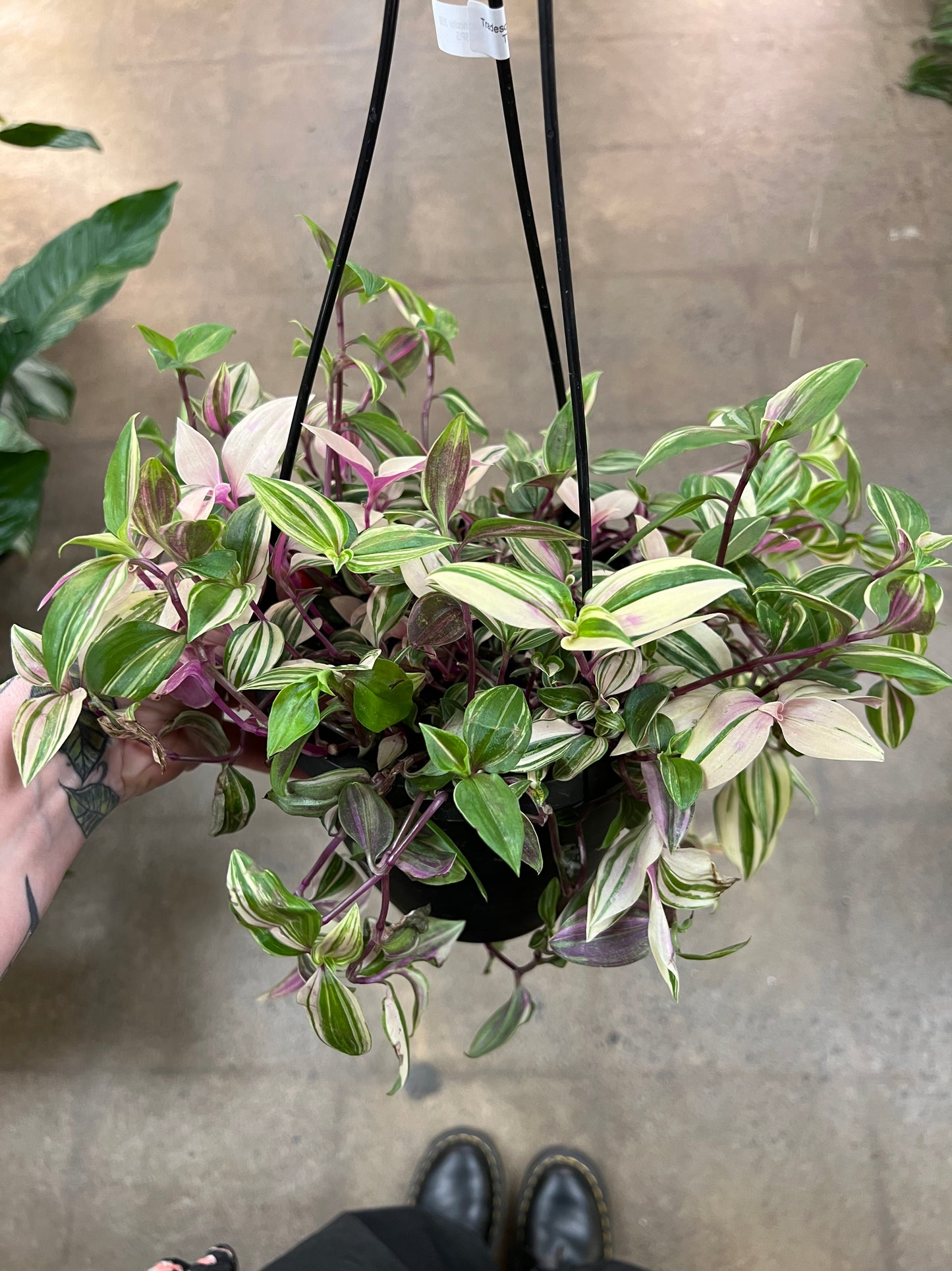Tradescantia Quadricolor