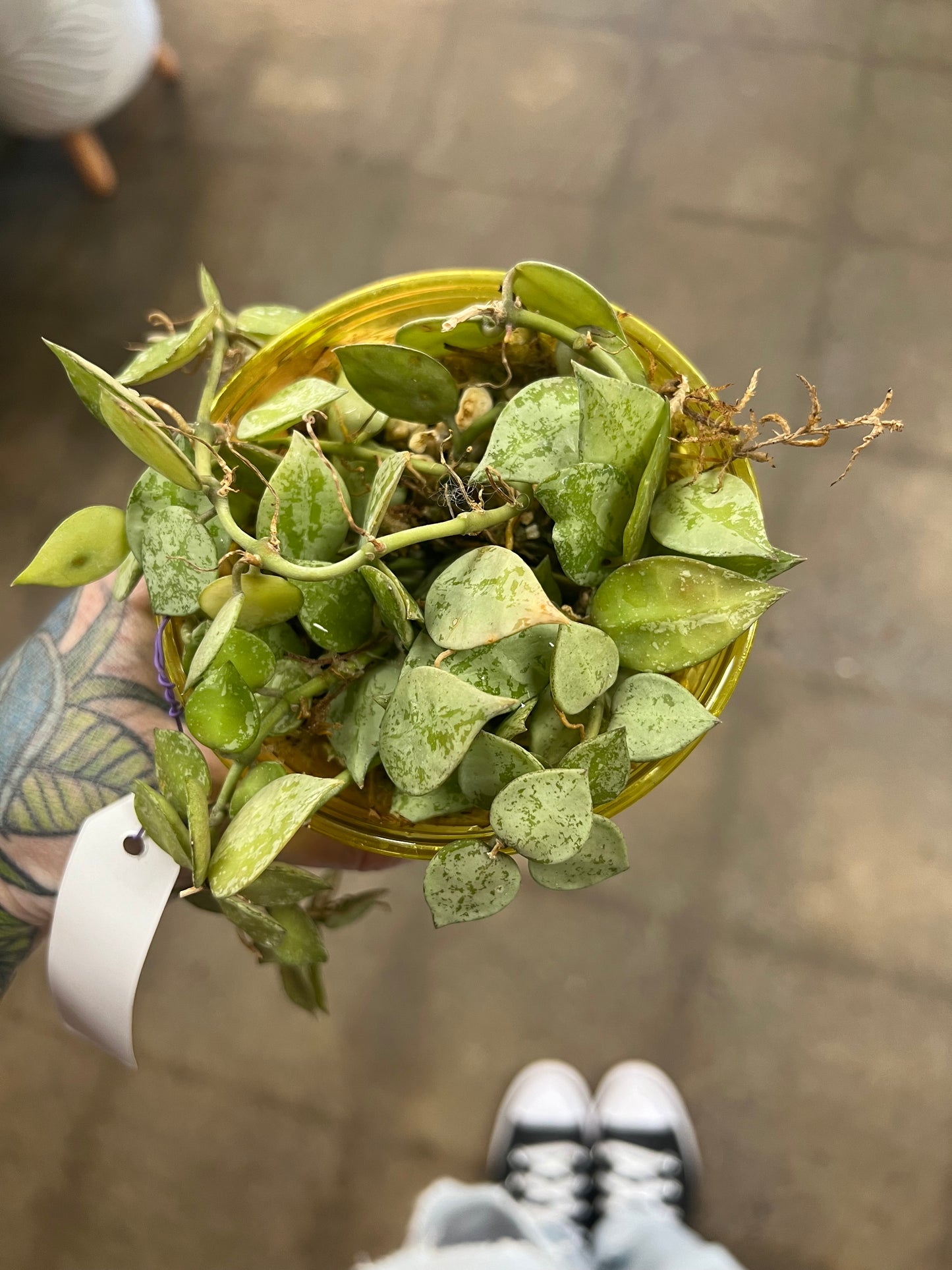 Hoya Krohniana Eskimo