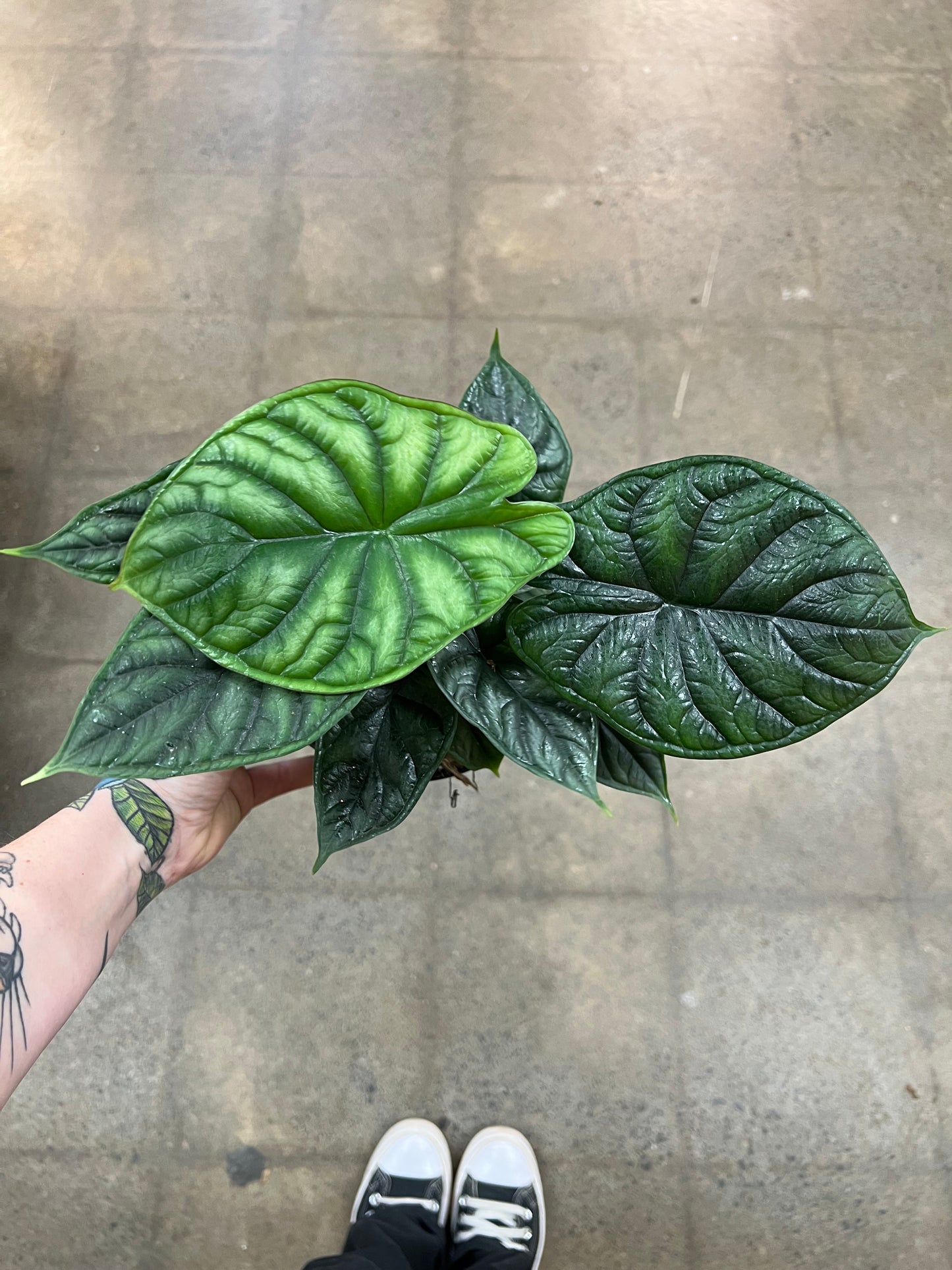 Alocasia Dragon Scale