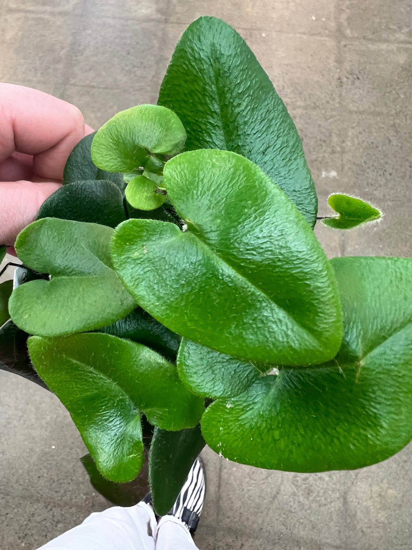 Hemionitis Arifolia / Heart Fern