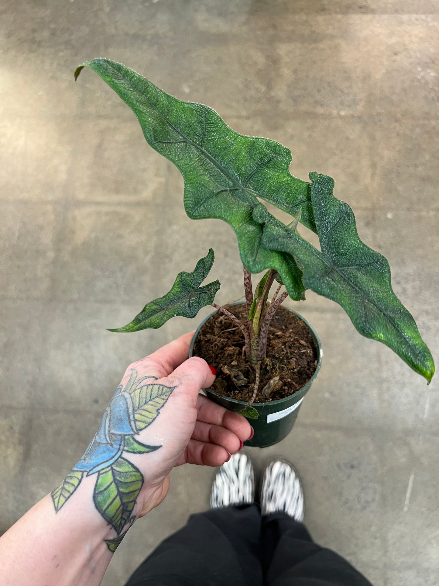 Alocasia Jacklyn