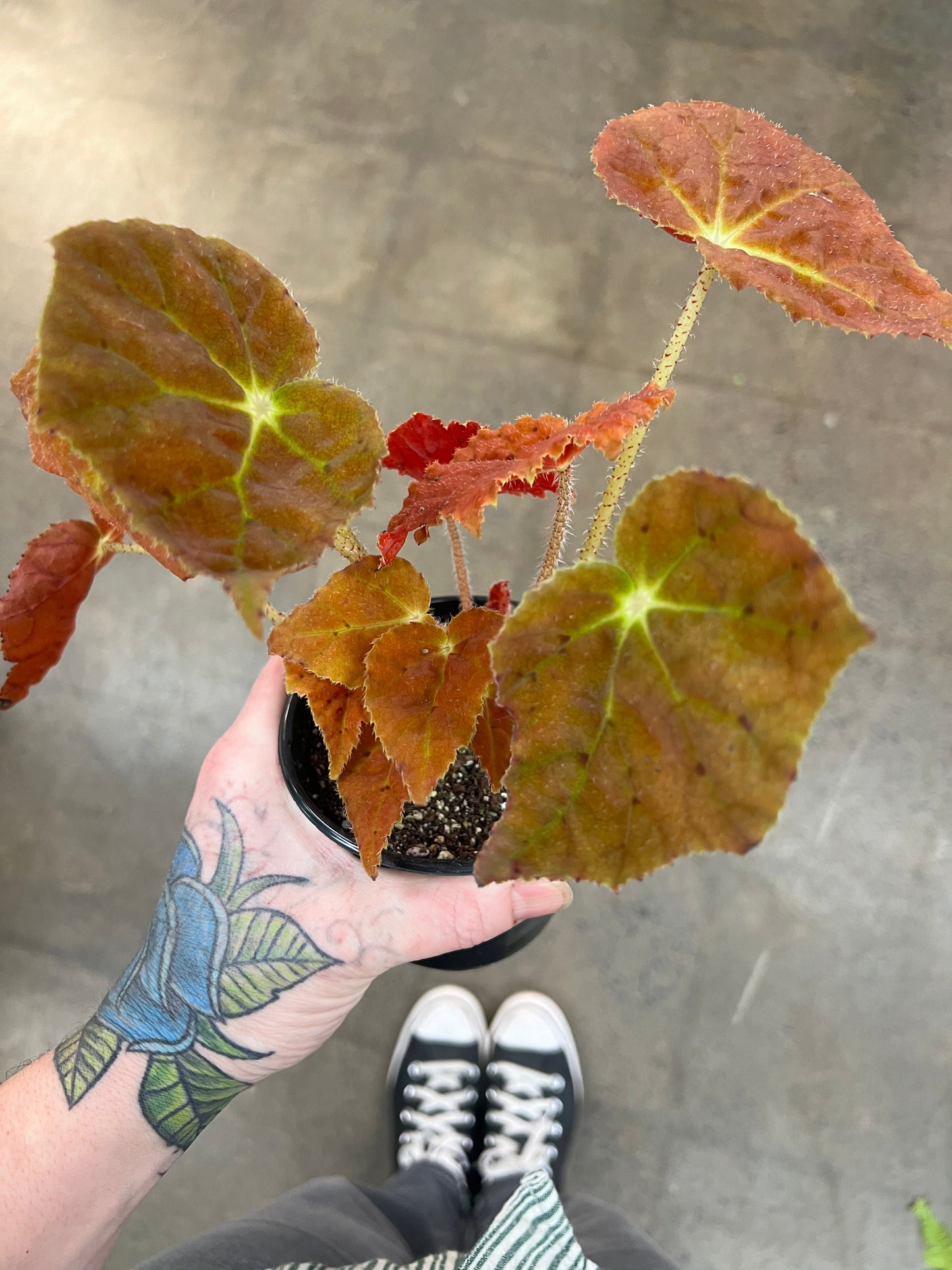 Bégonia Autumn Amber