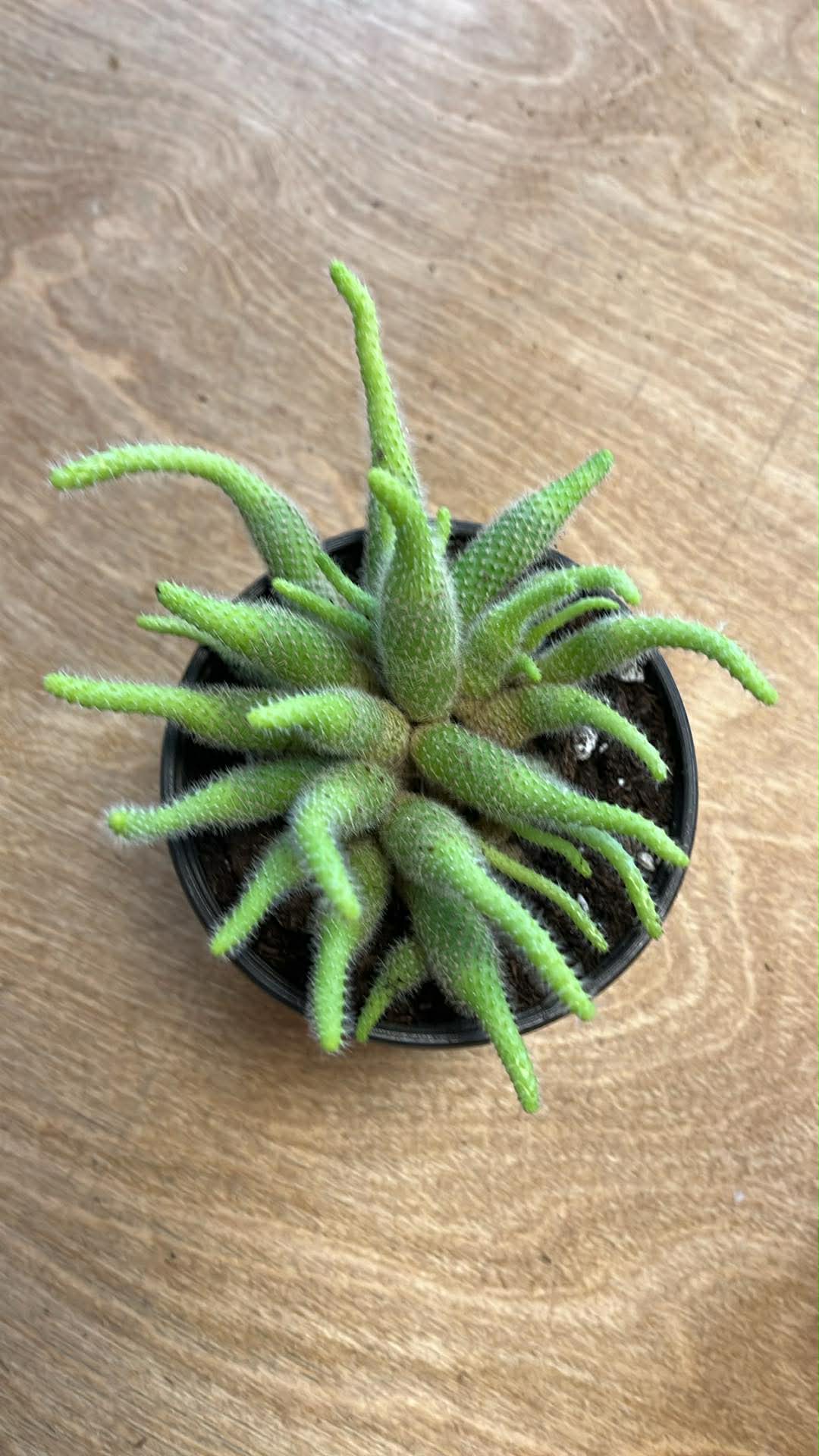 Rebutia Fabrisii