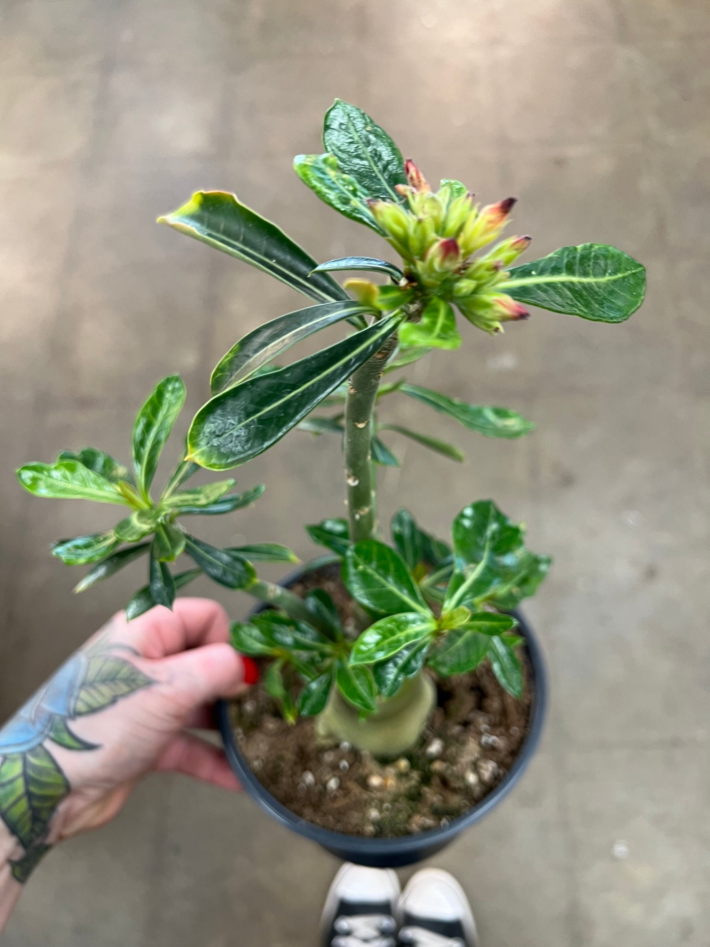 Adenium Desert Rose du Désert
