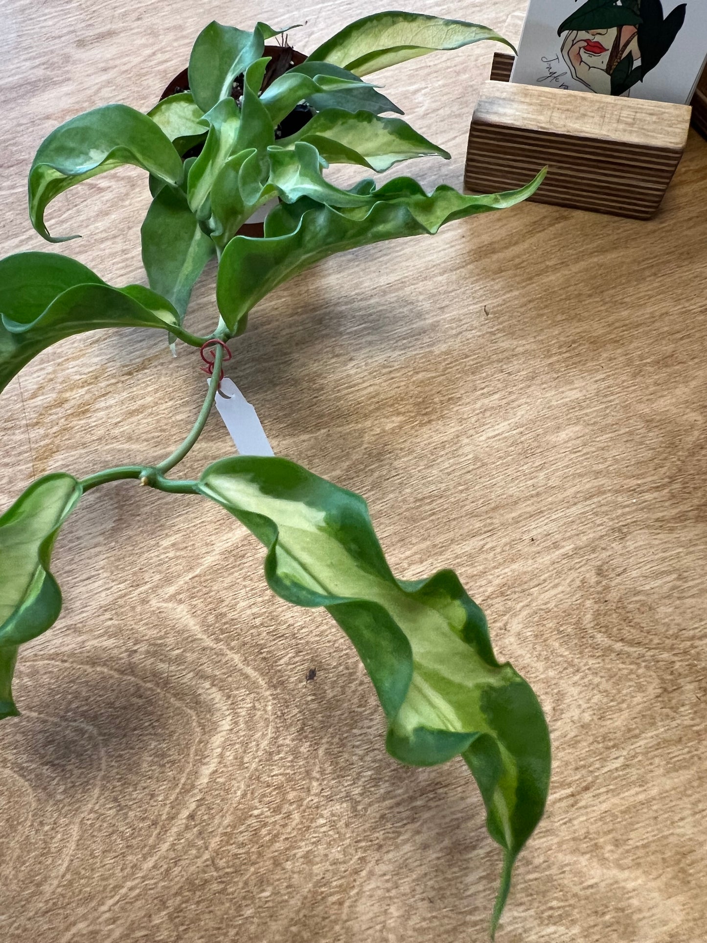 Hoya Kenejiana Variegated