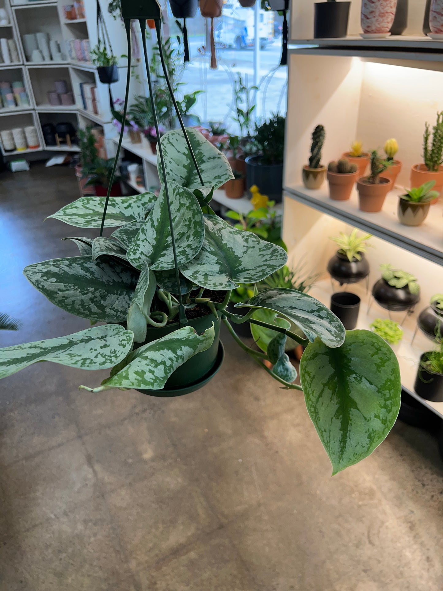 Scindapsus Exotica
