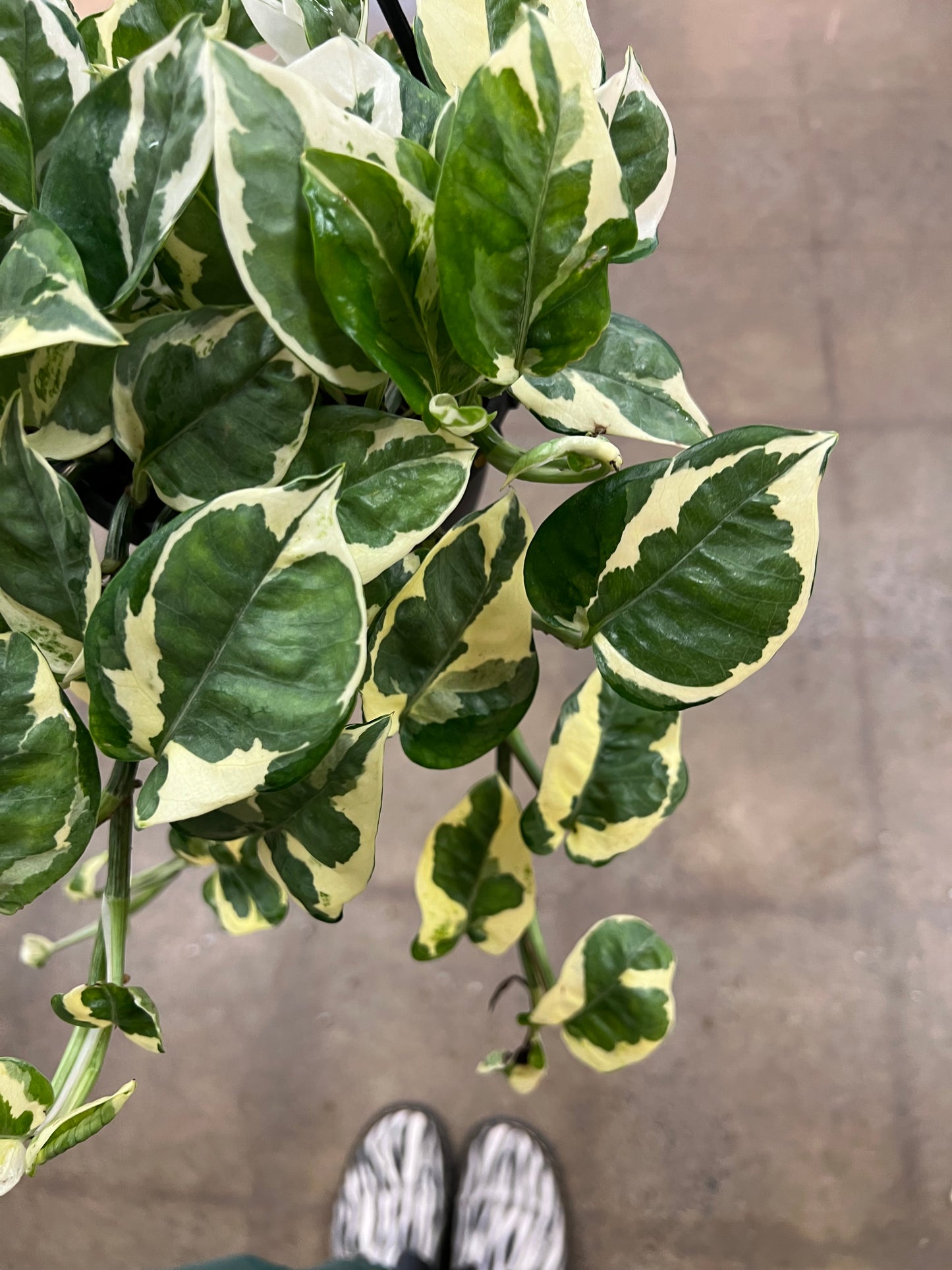 Pothos Pearl and Jade