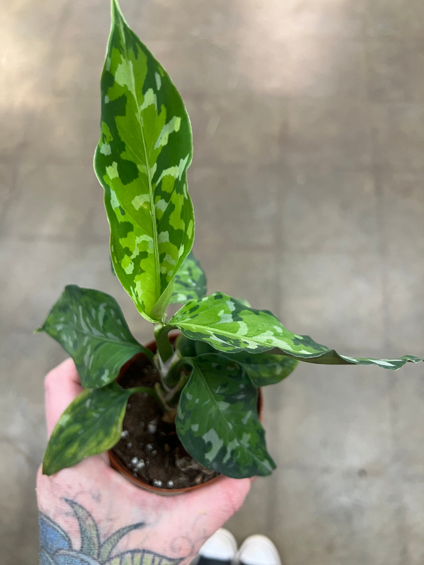 Aglaonema Pictum Tricolor