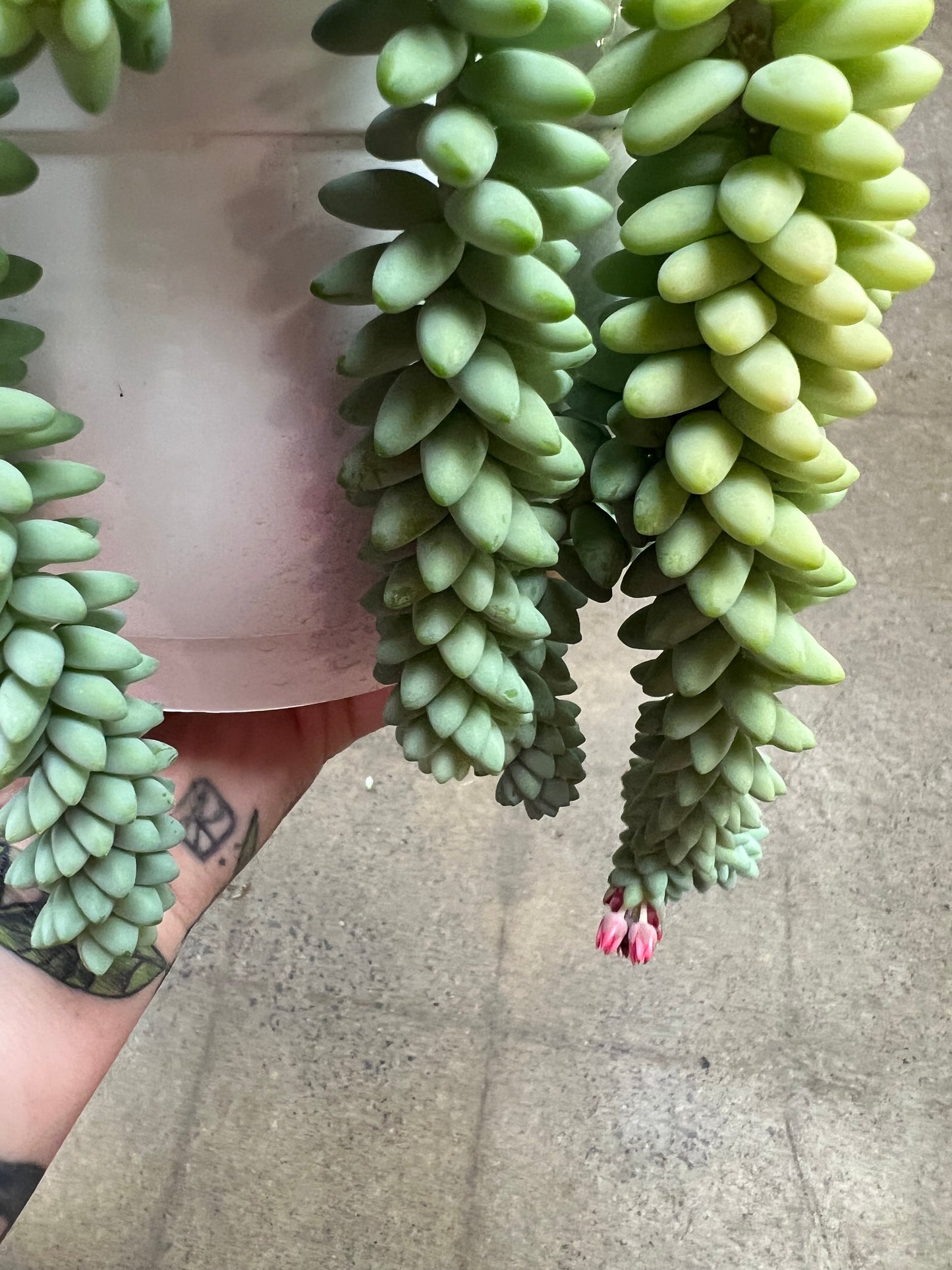 Sedum Burrito