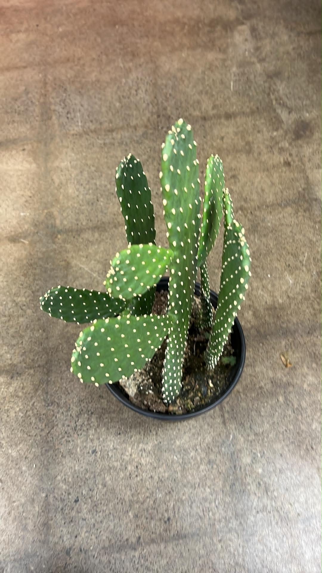 Cactus Cowboy