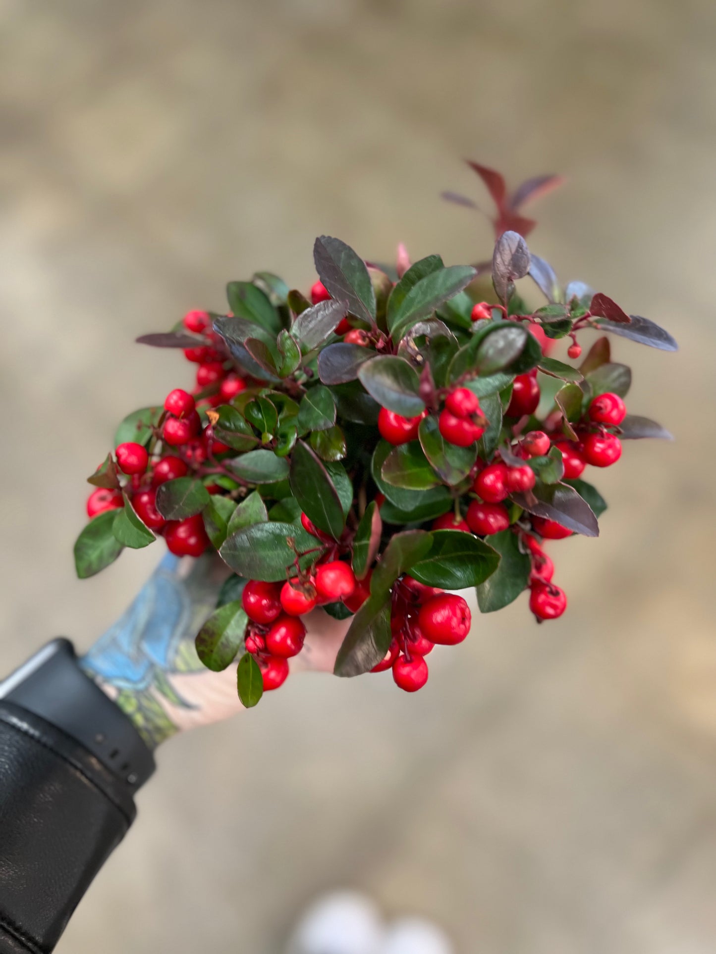 Gaultheria