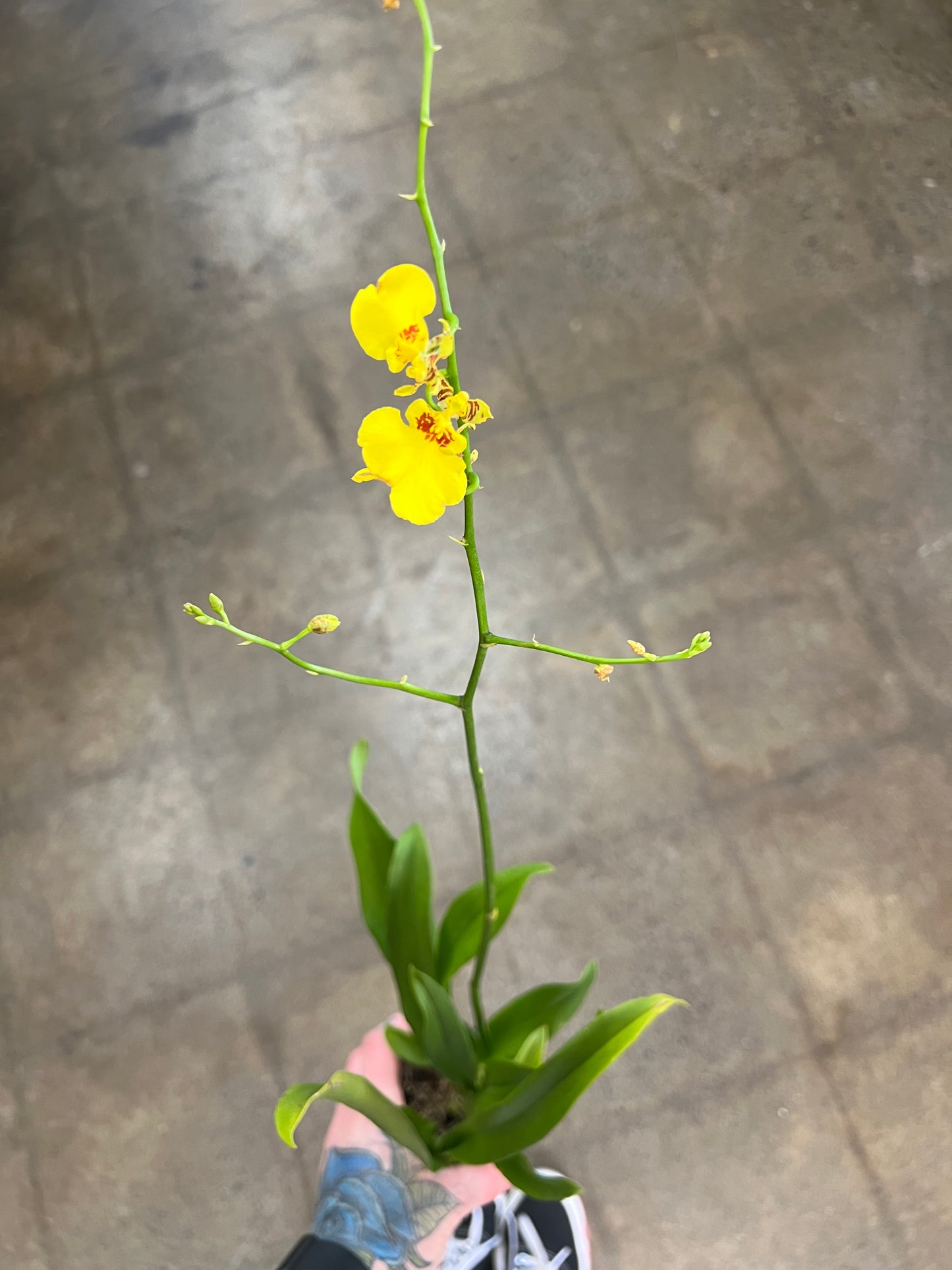 Orchidée Oncidium