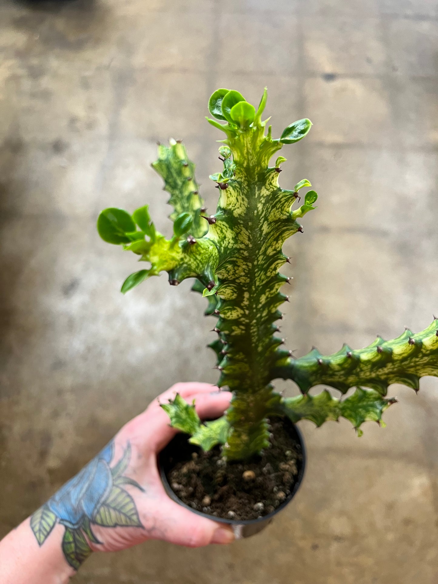 Euphorbia Trigona Mint Cream