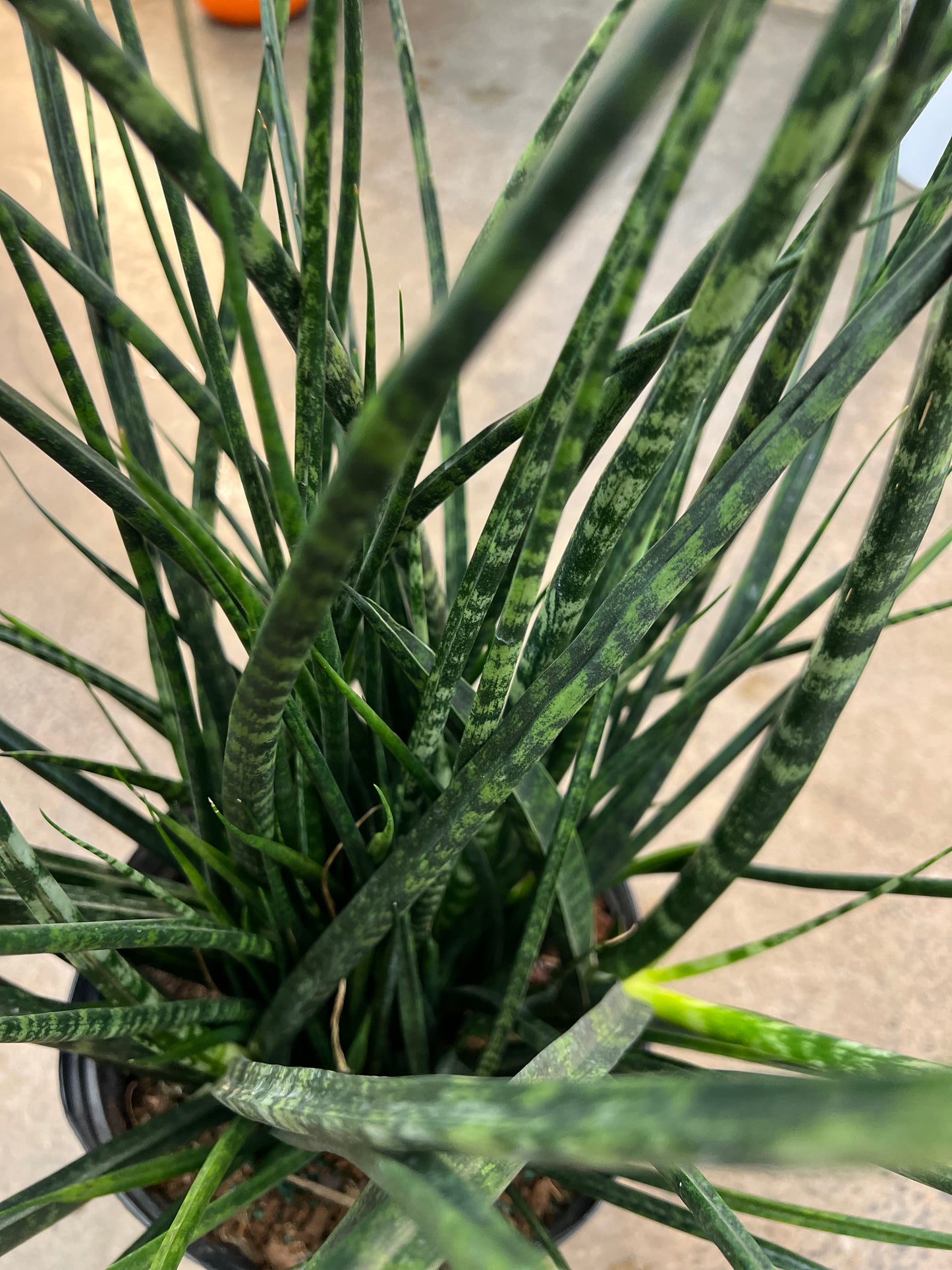 Sansevieria Fernwood