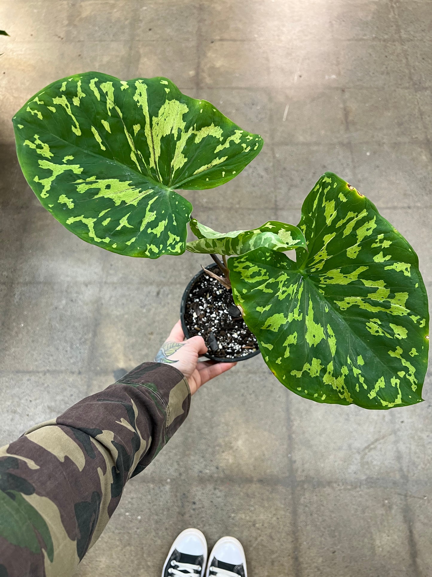 Alocasia Hilo Beauty