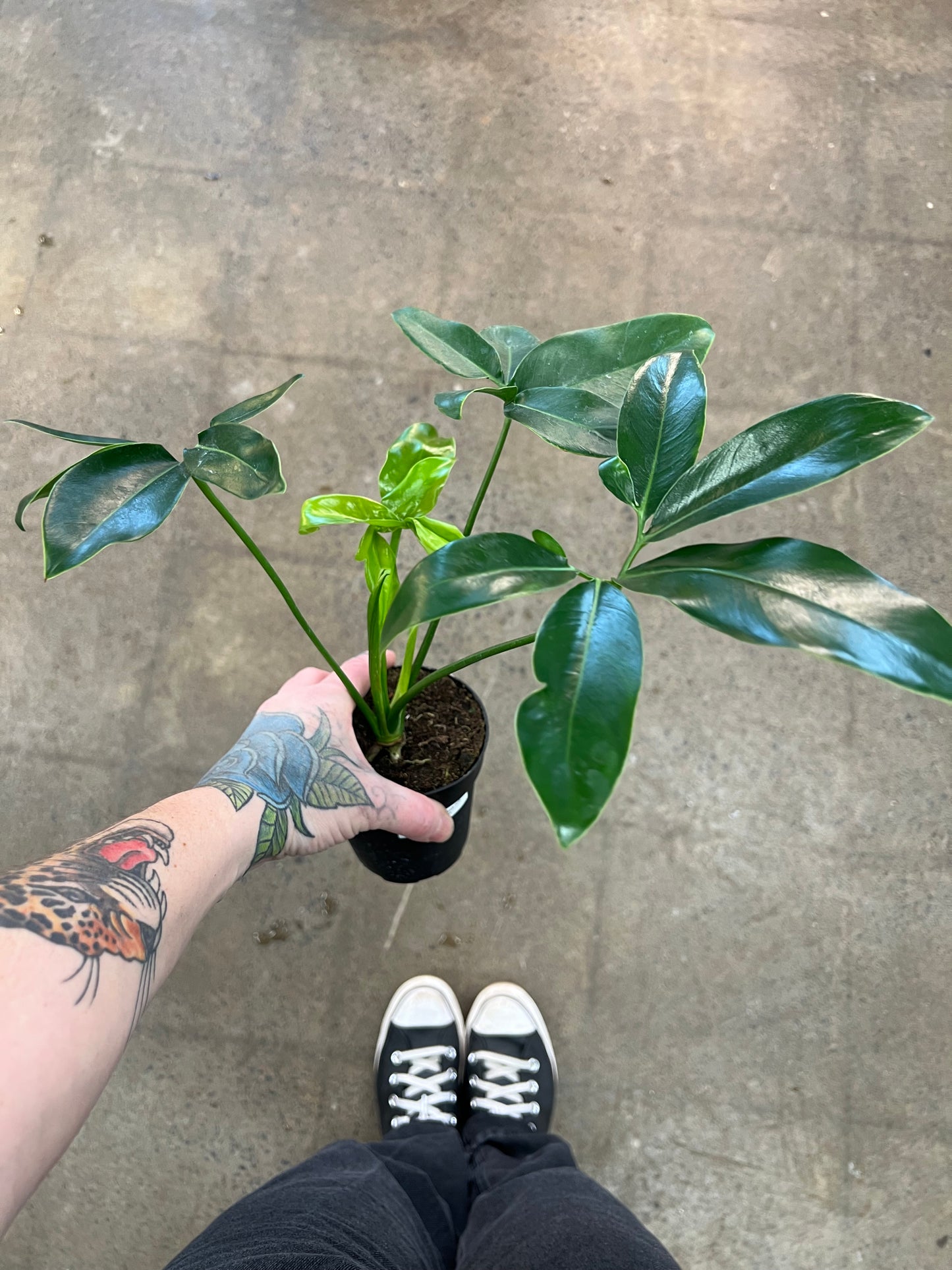 Philodendron Goeldii