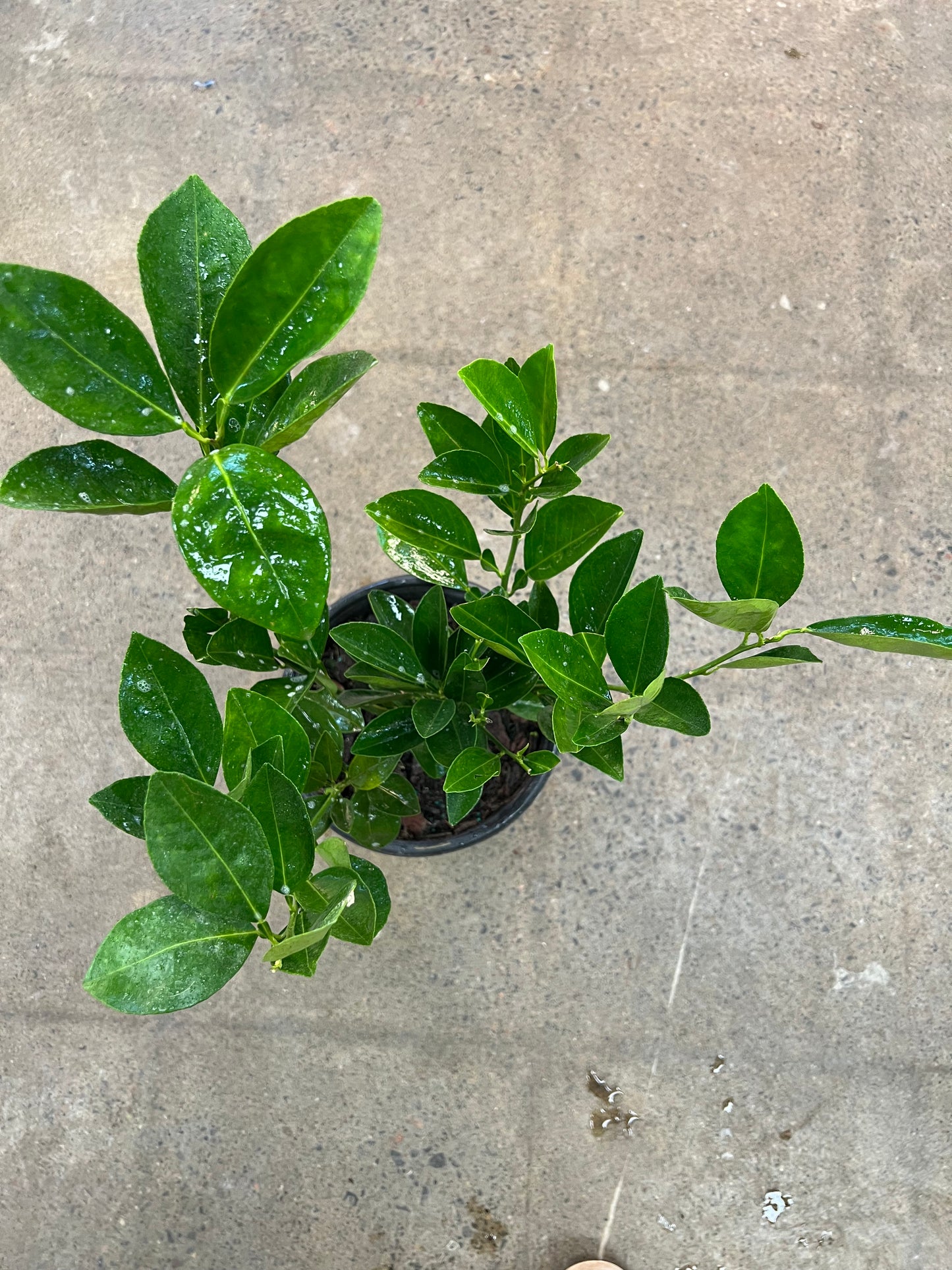 Citrus Orange Navel