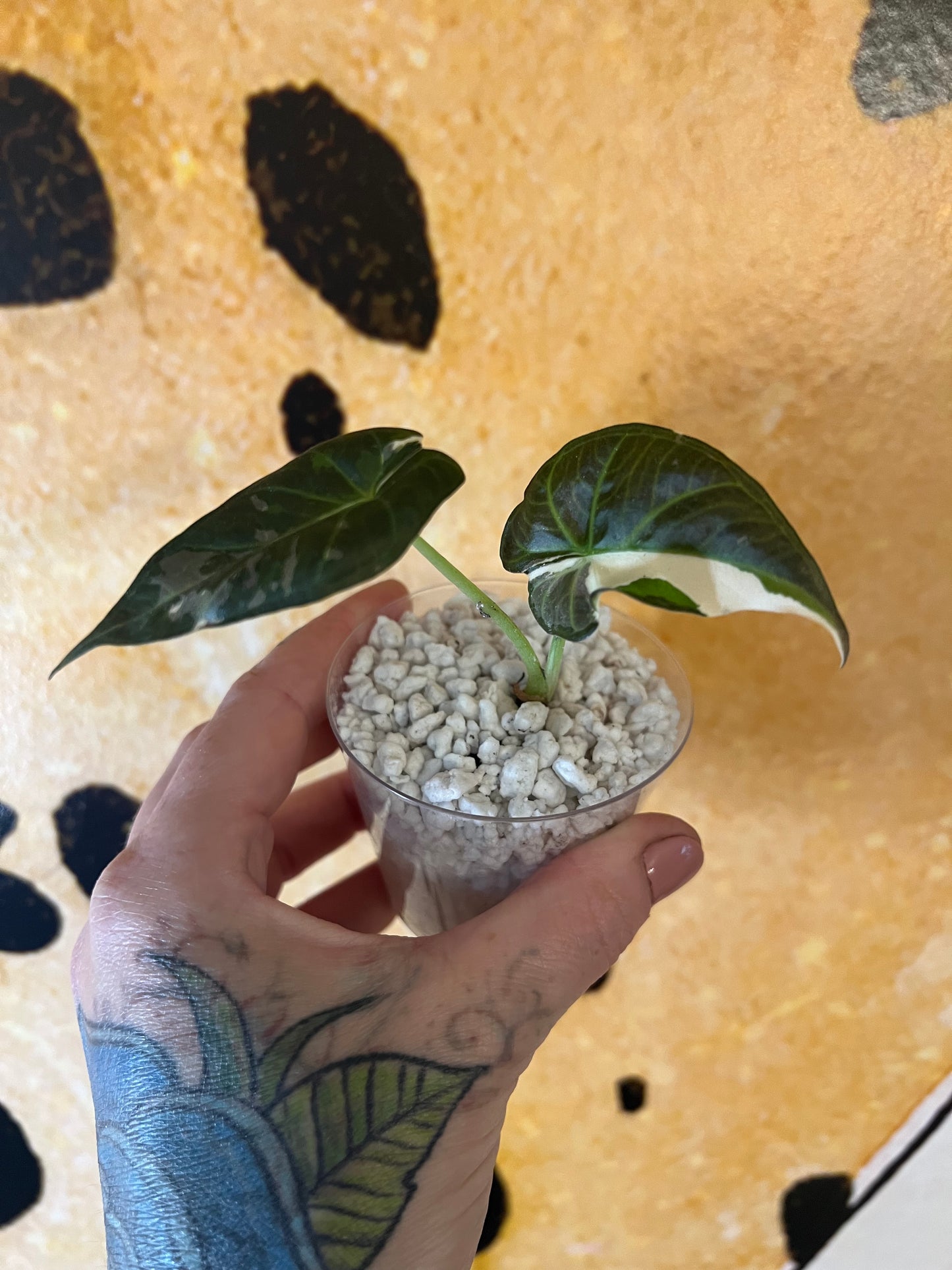 Alocasia Regal Shield Albo