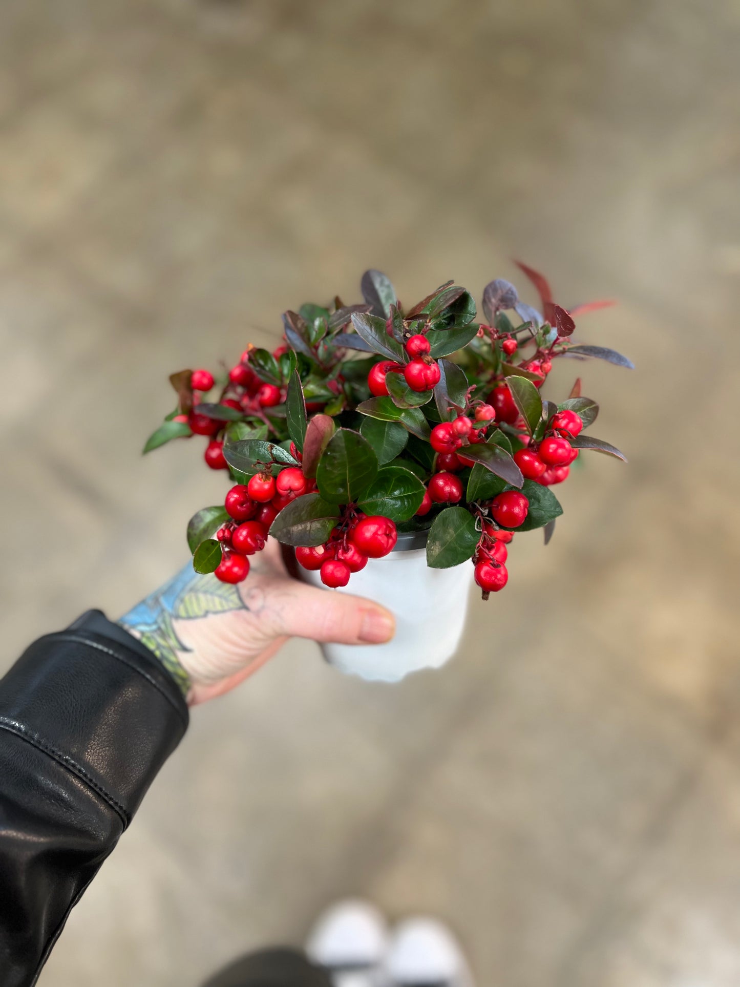 Gaultheria