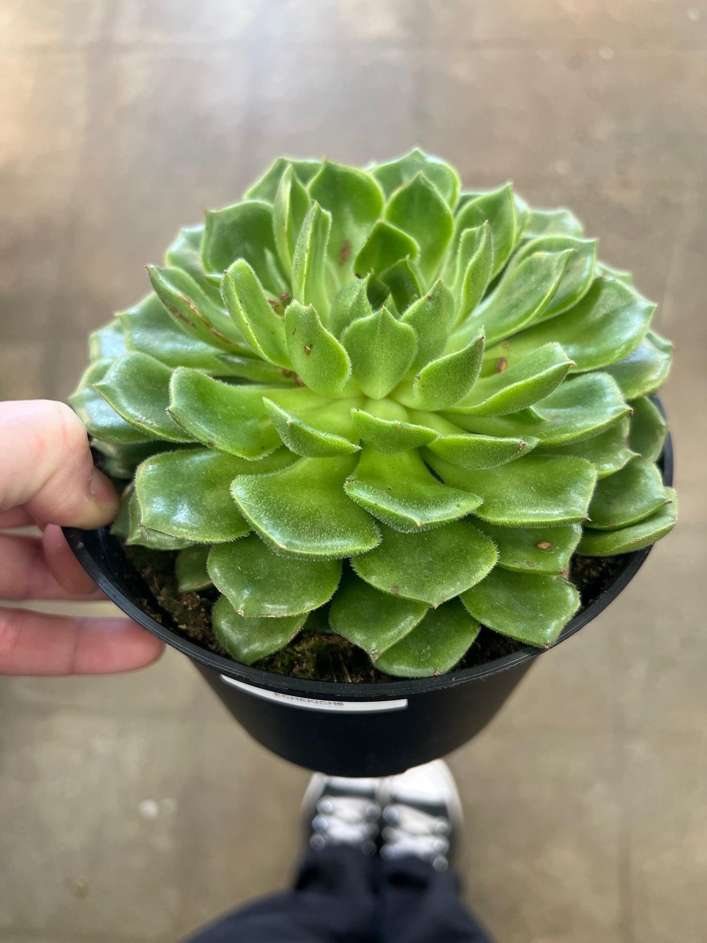 Echeveria Kicheriana