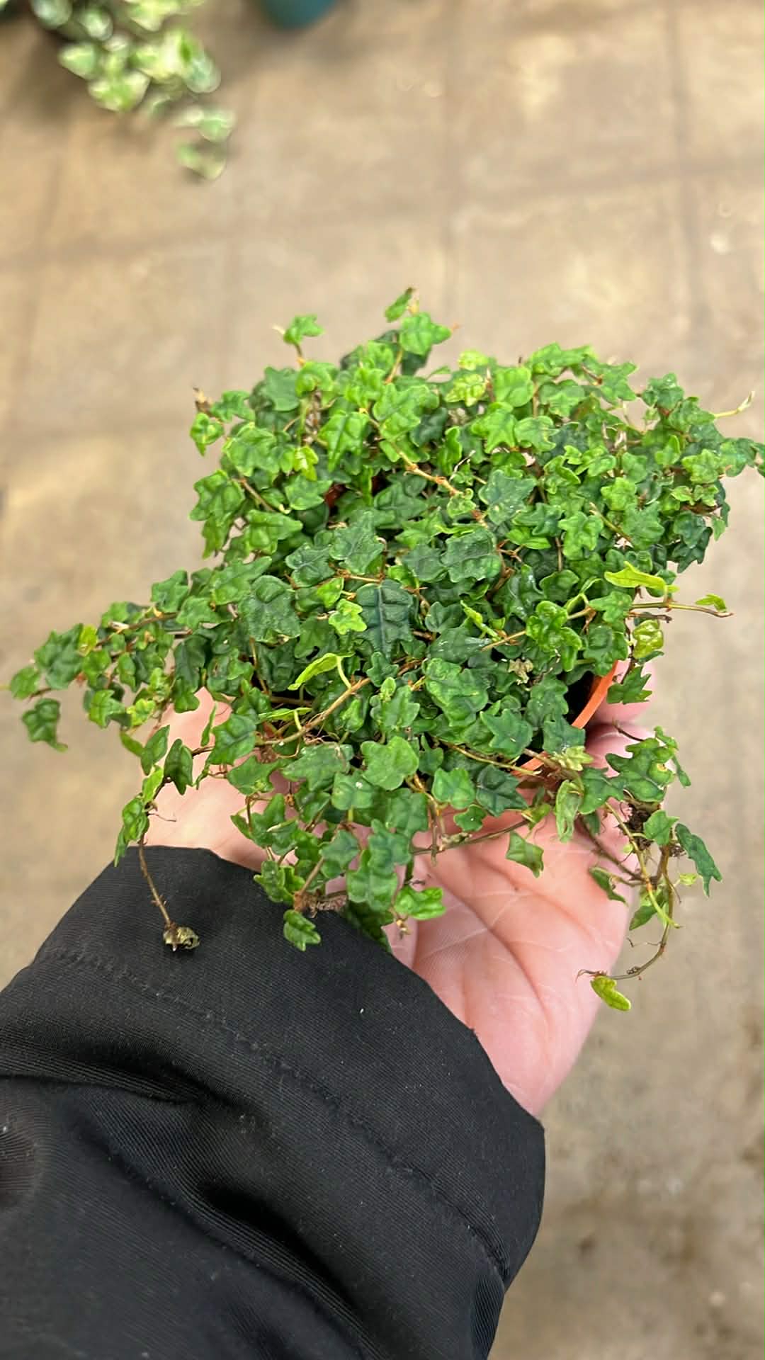 Ficus pumila / Chaîne de grenouille