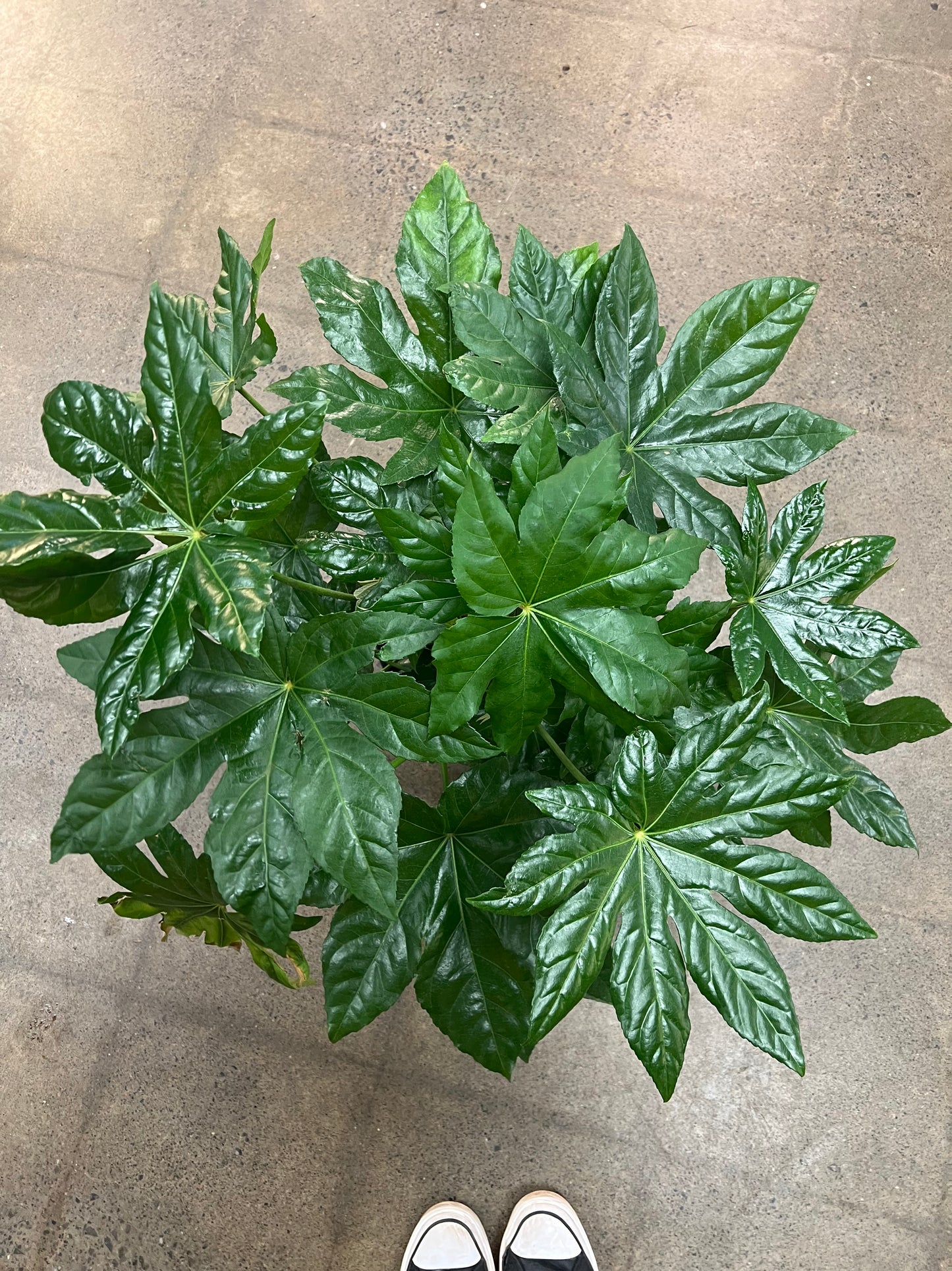 Fatsia Japonica