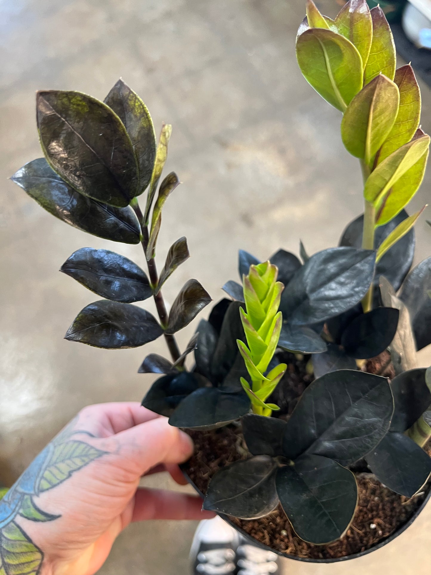Zamioculcas Zamiifolia Raven