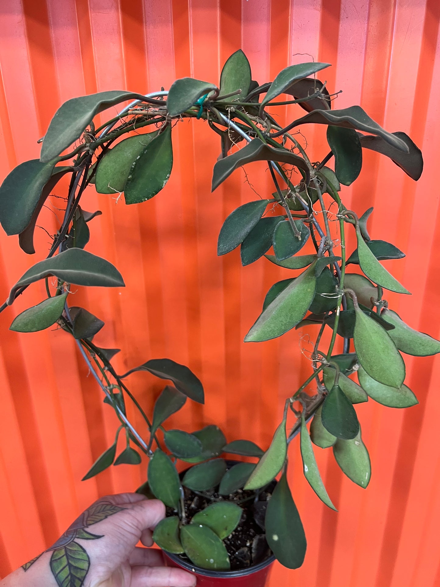 Hoya SP. Burtoniae Phillippines