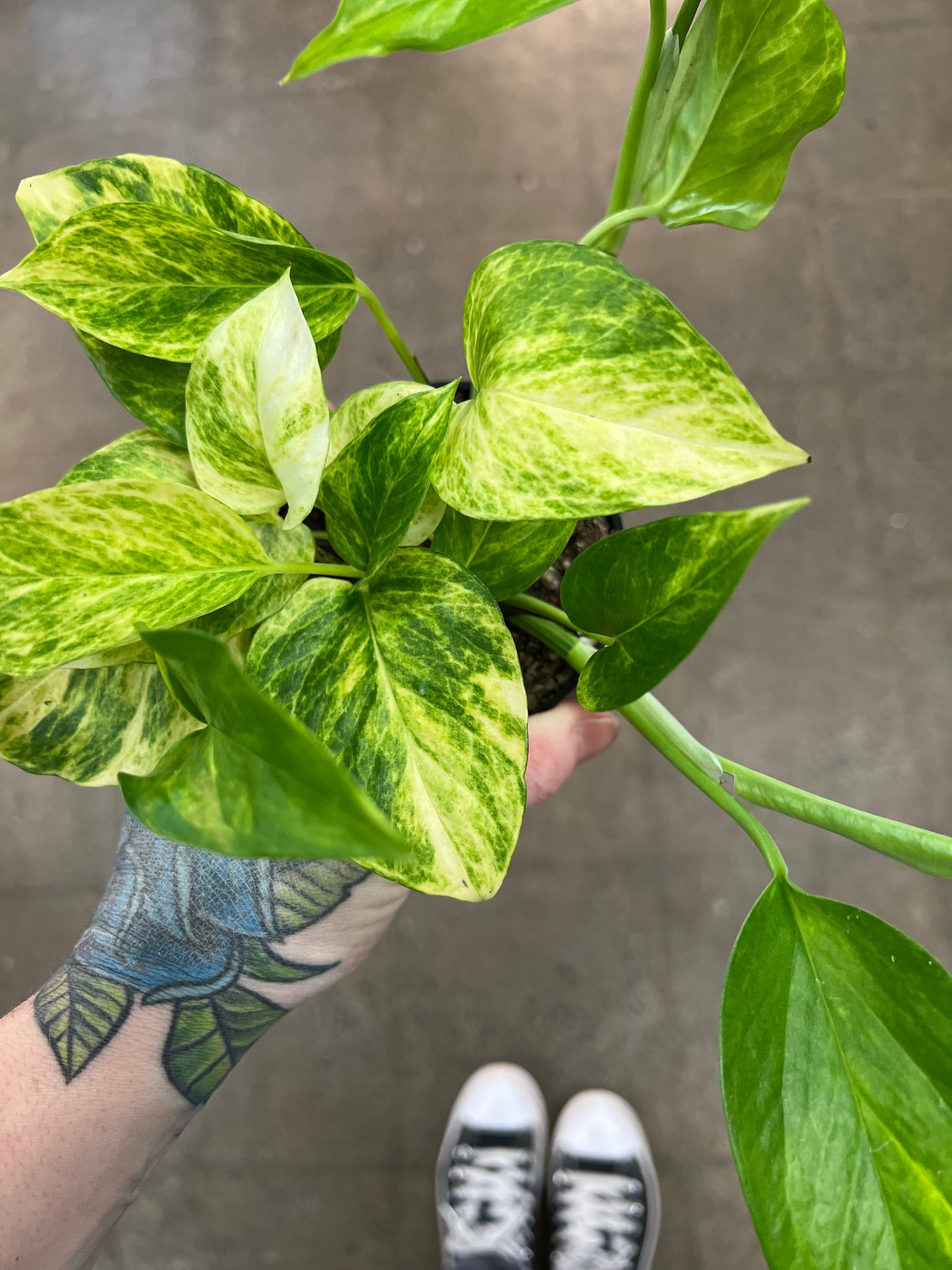Pothos Neon Queen