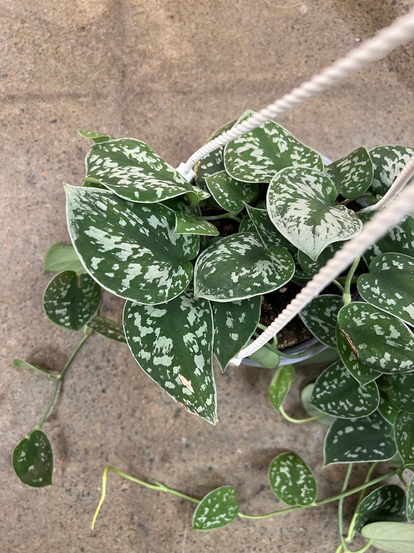 Scindapsus Pictus