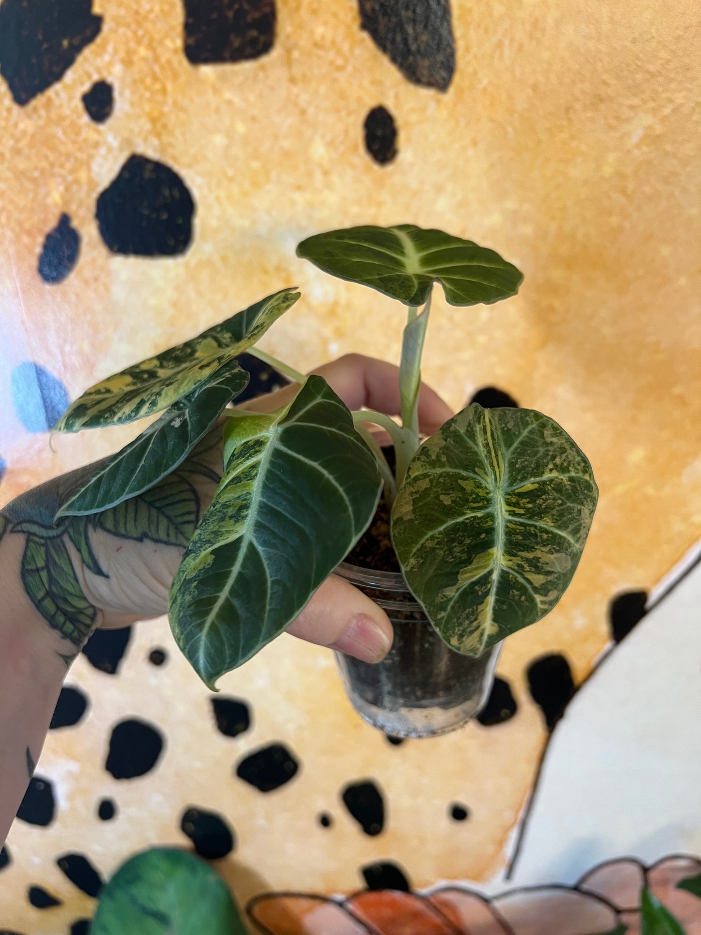 Alocasia Black Velvet Gold